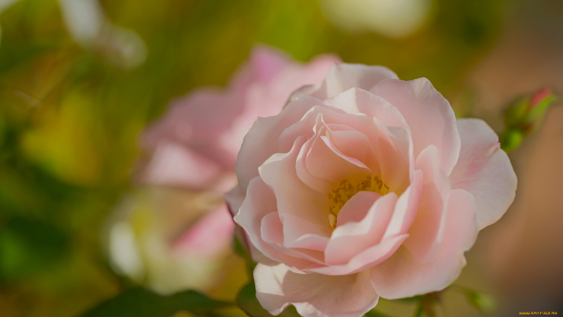 цветы, розы, макро, лепестки