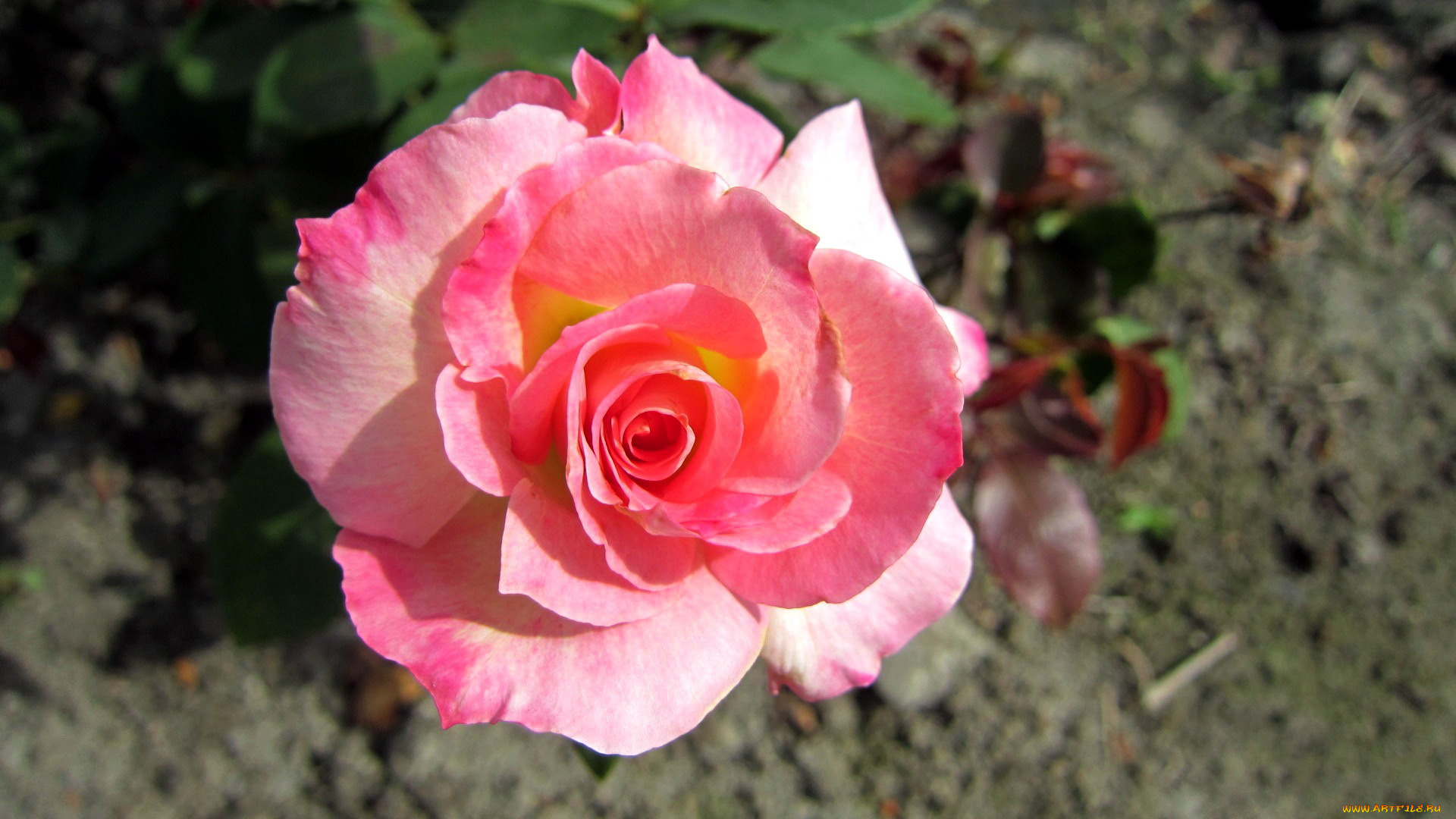 цветы, розы, розовый