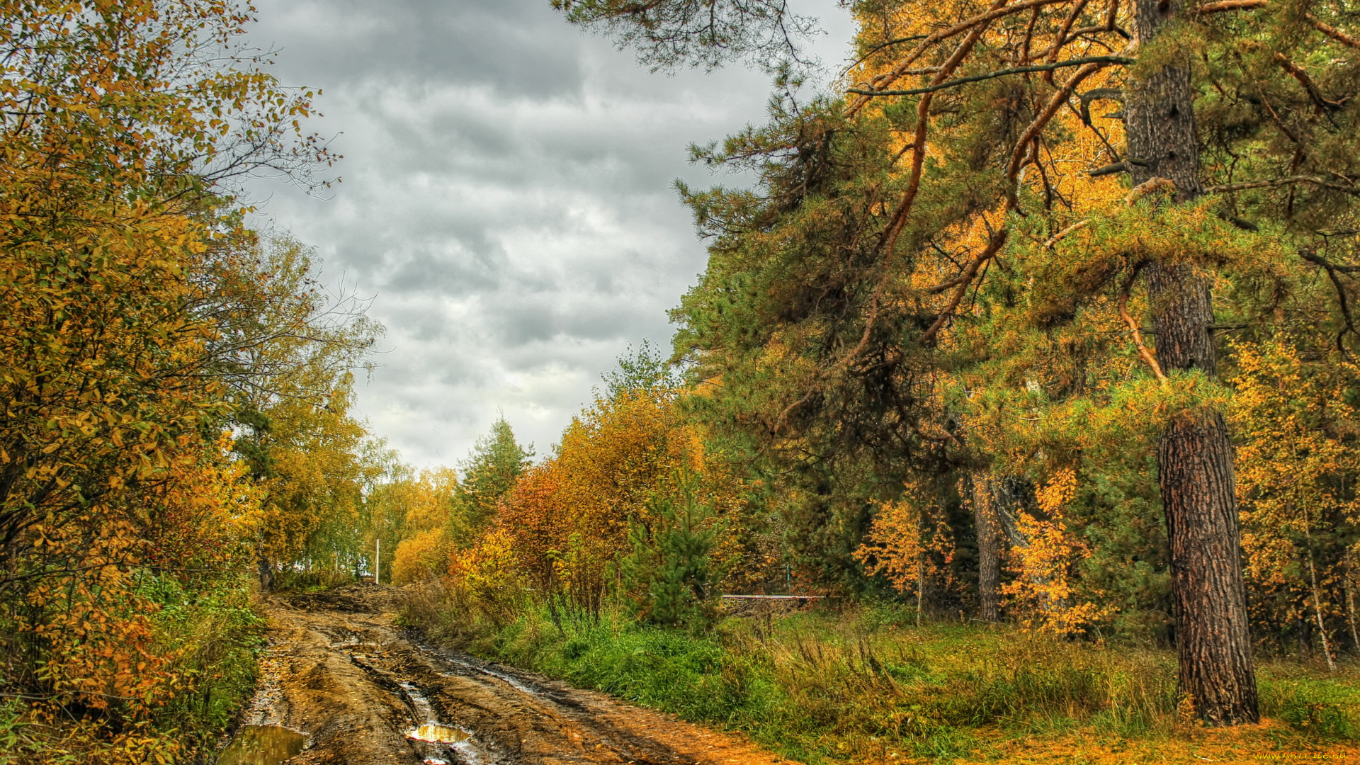 природа, дороги, осень, лес, дорога