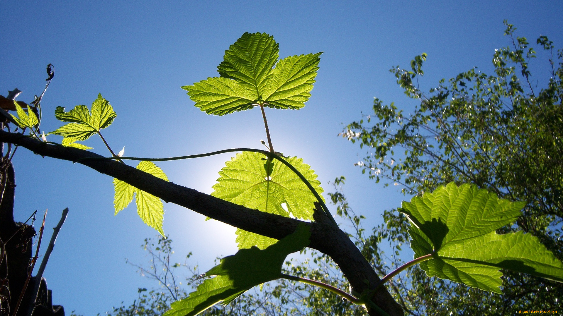 природа, листья