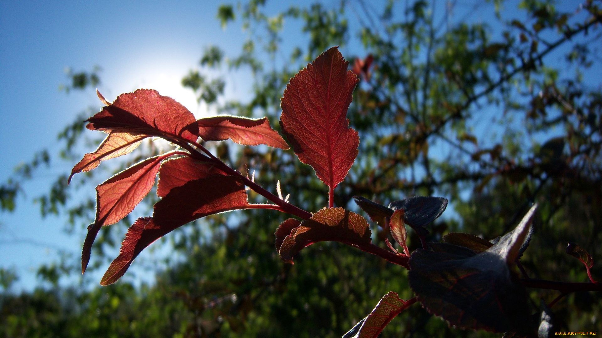 природа, листья