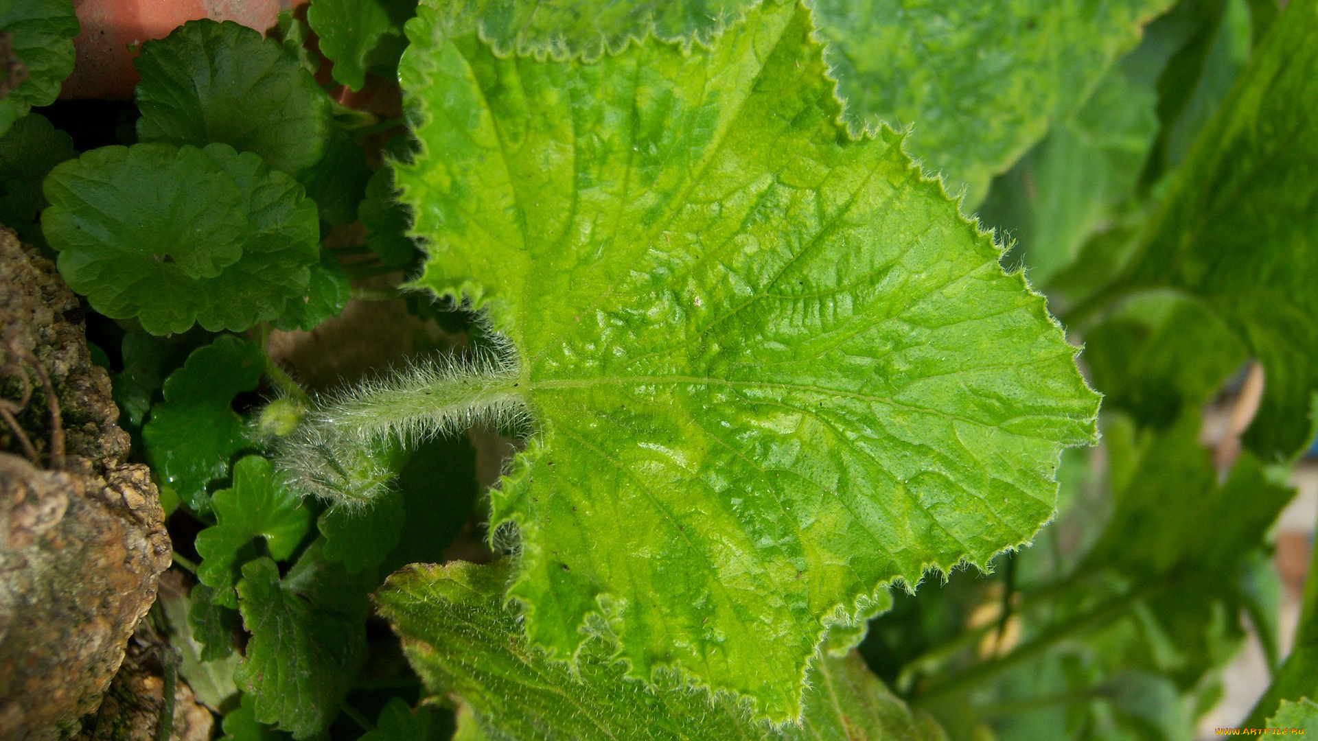 природа, листья, лист