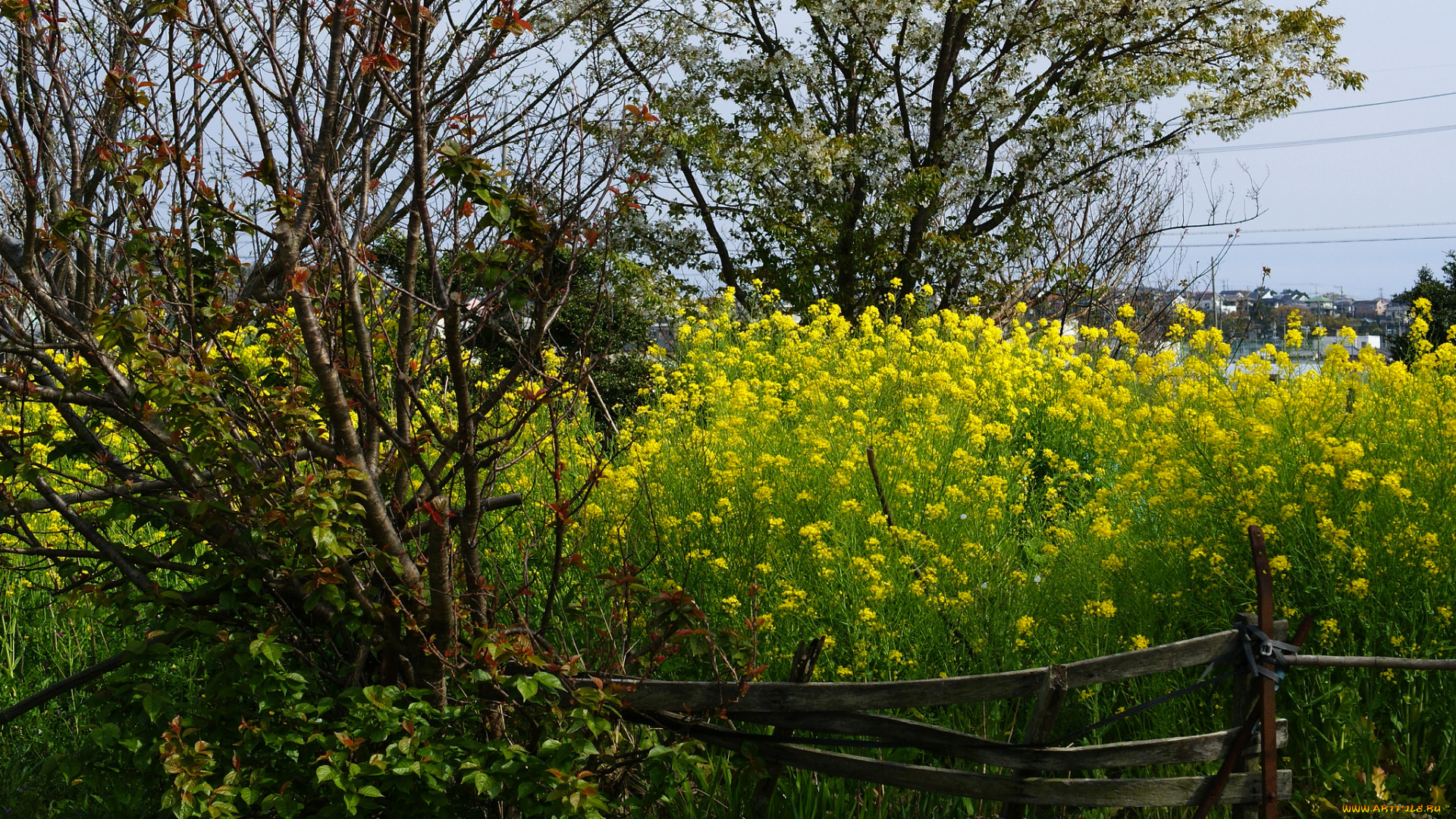 природа, луга, луг, кусты, трава, цветы