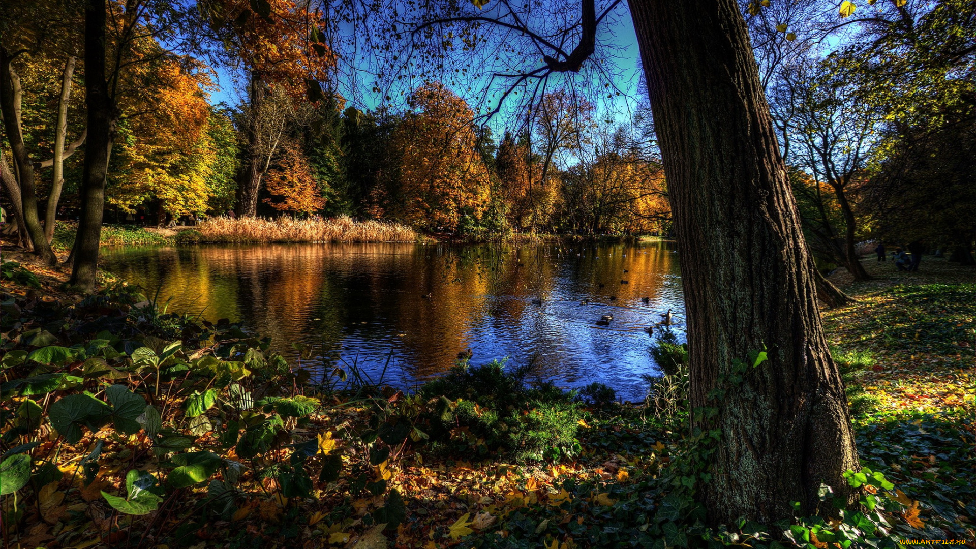 ujazdоw, park, варшава, природа, реки, озера, парк, озеро, лес