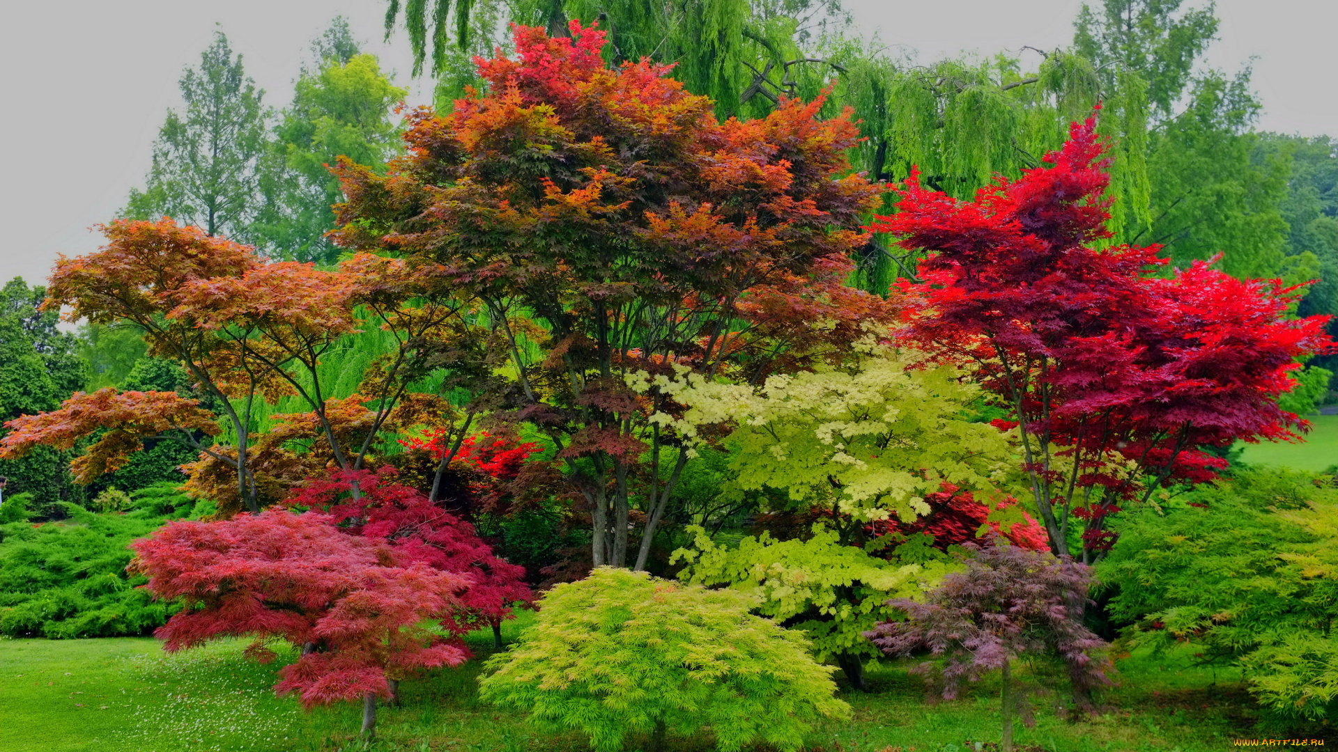 valeggio, , veneto, италия, природа, парк, veneto, трава, деревья