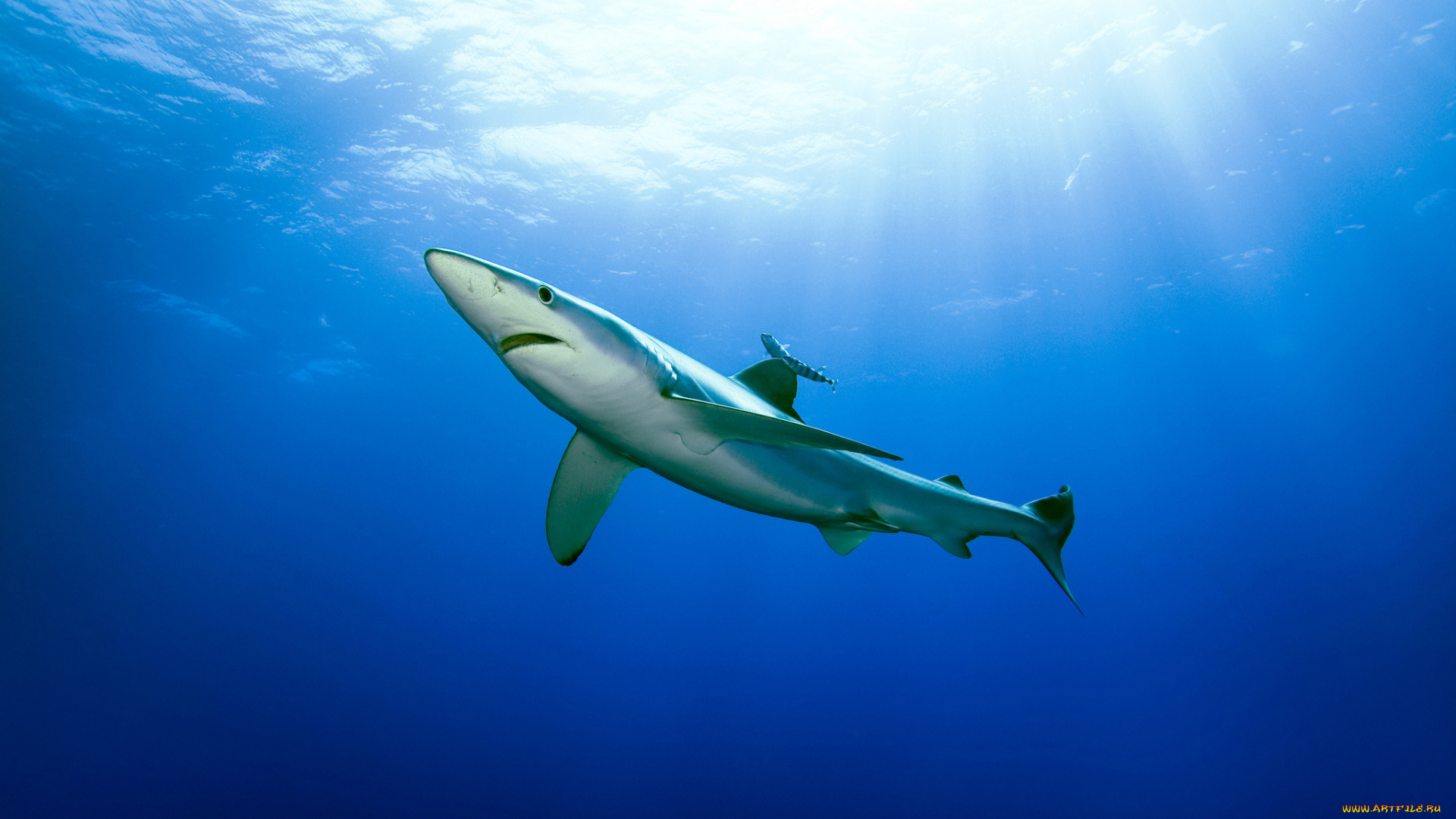 животные, акулы, океан, акула