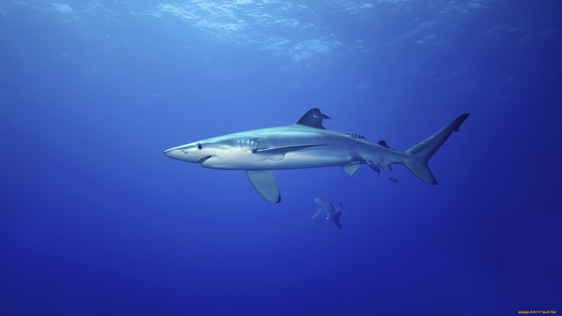 животные, акулы, океан, акула