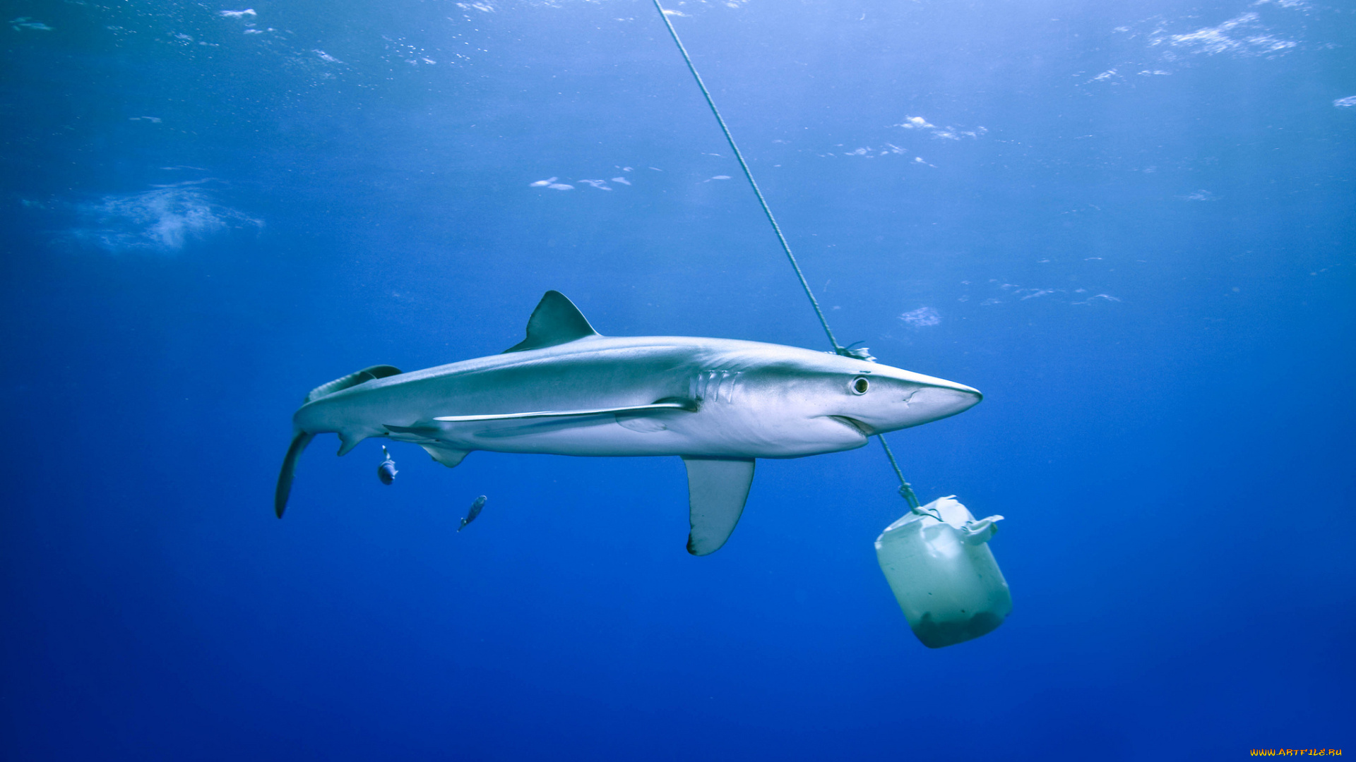 животные, акулы, океан, акула