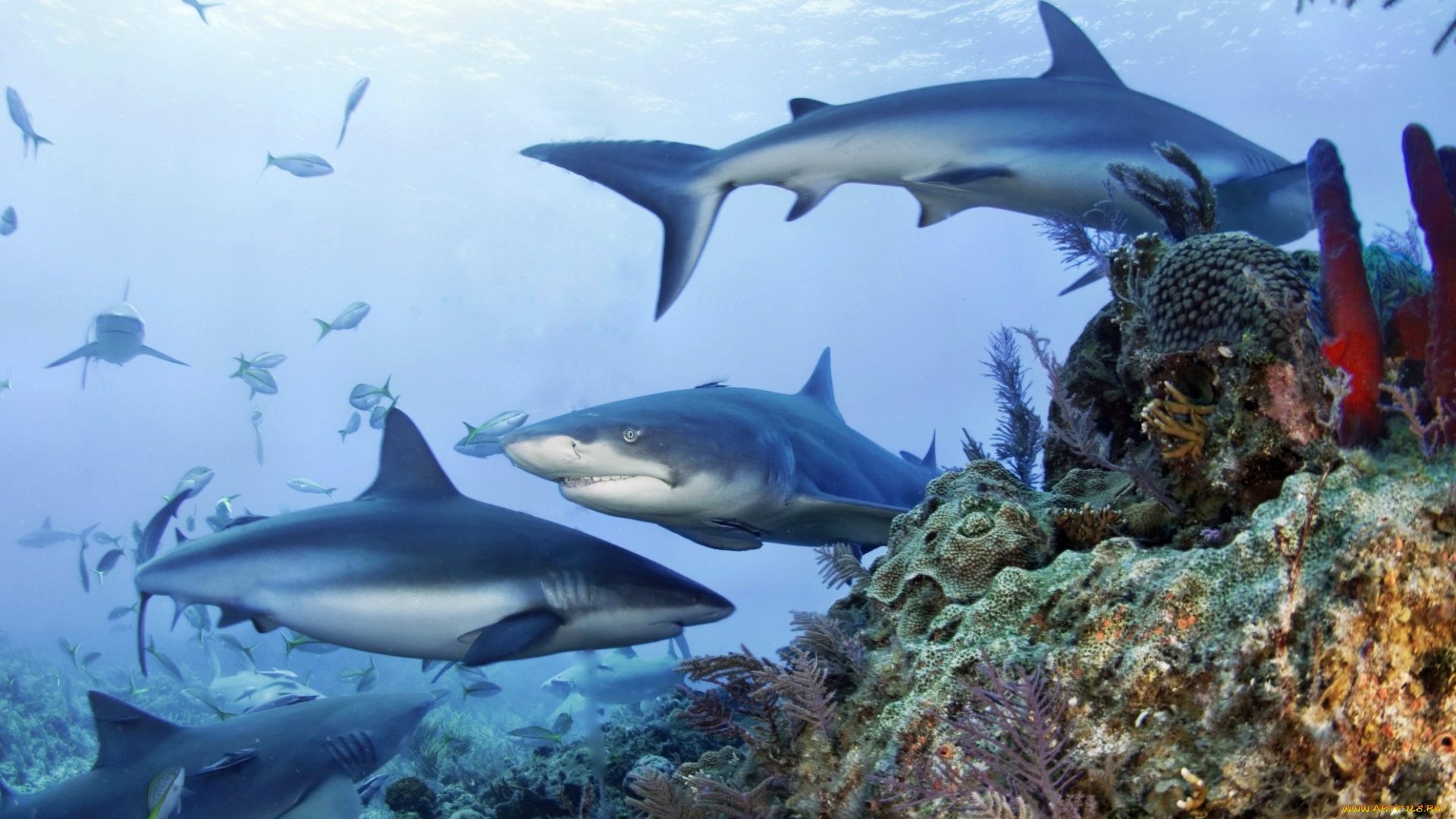 животные, акулы, океан, акула