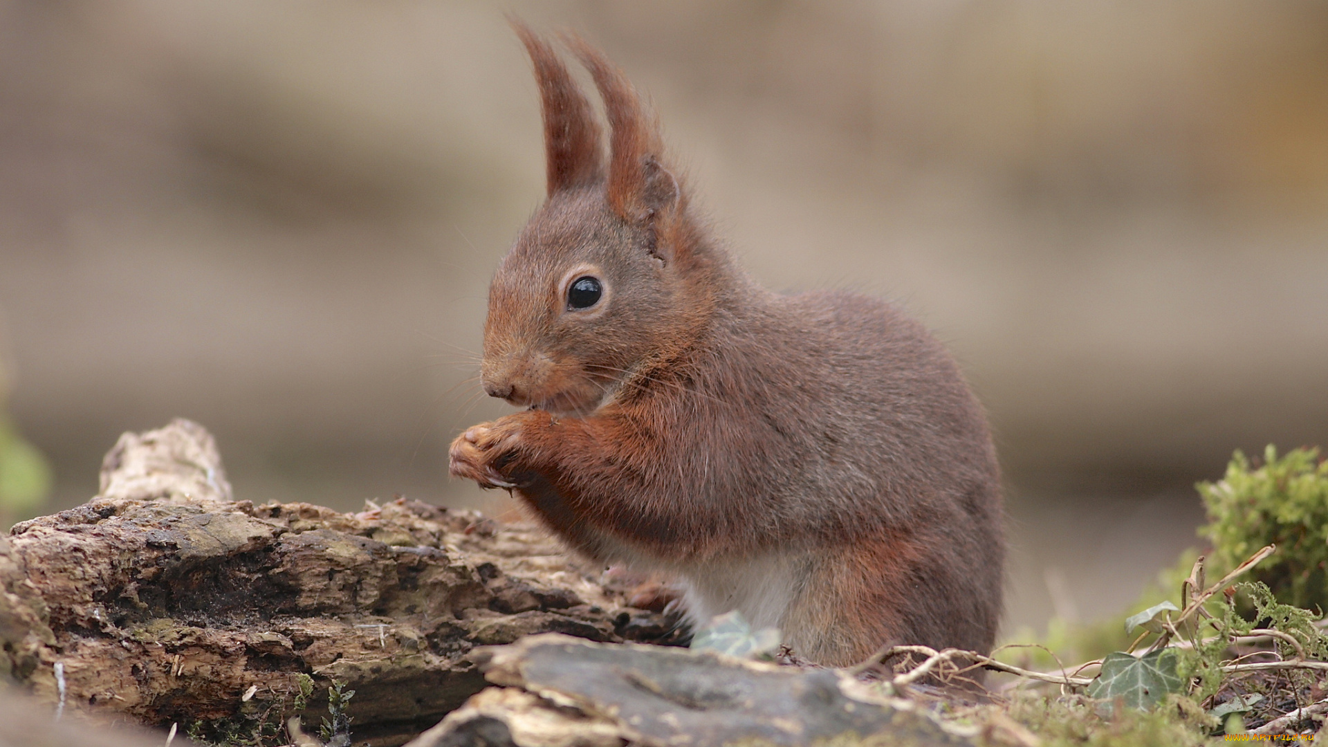 животные, белки, белка