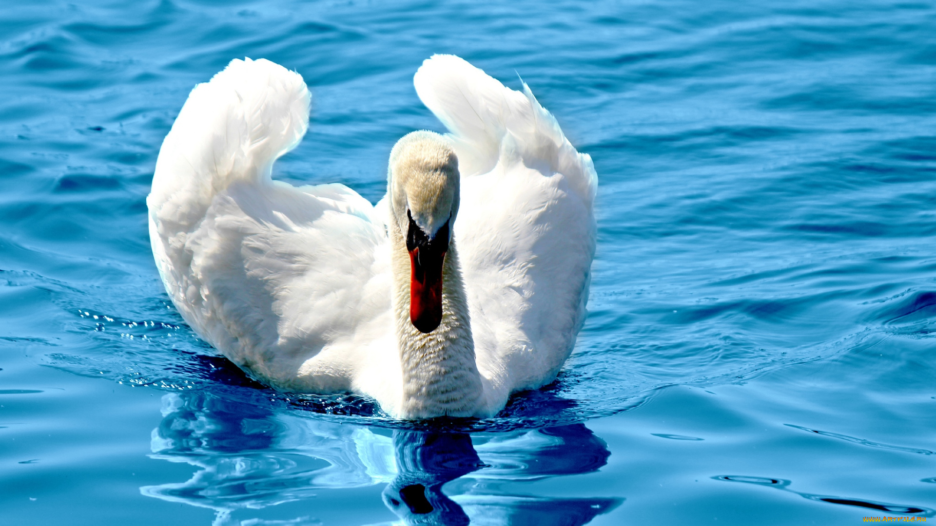 животные, лебеди, белый, шипун