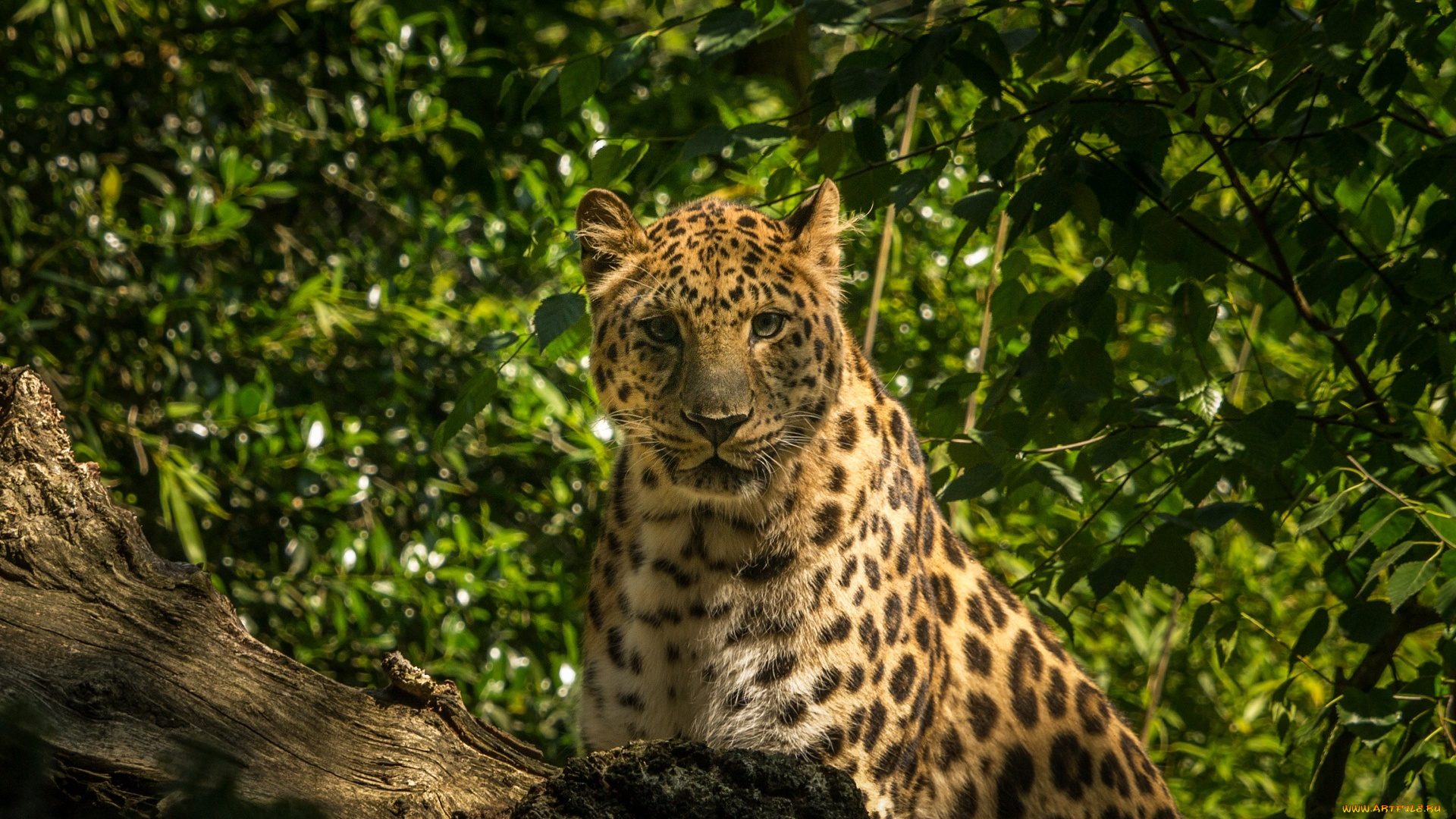 животные, леопарды, бревно, заросли, амурский, леопард