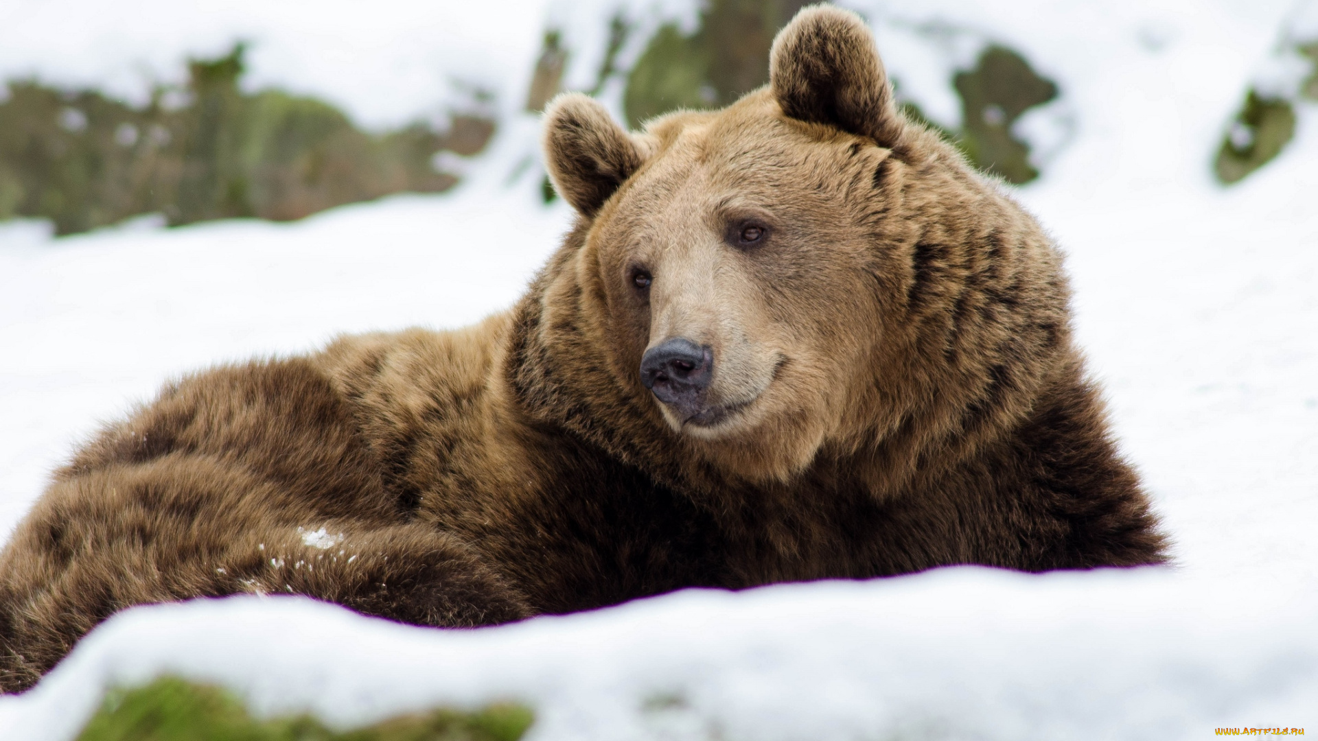 животные, медведи, бурый