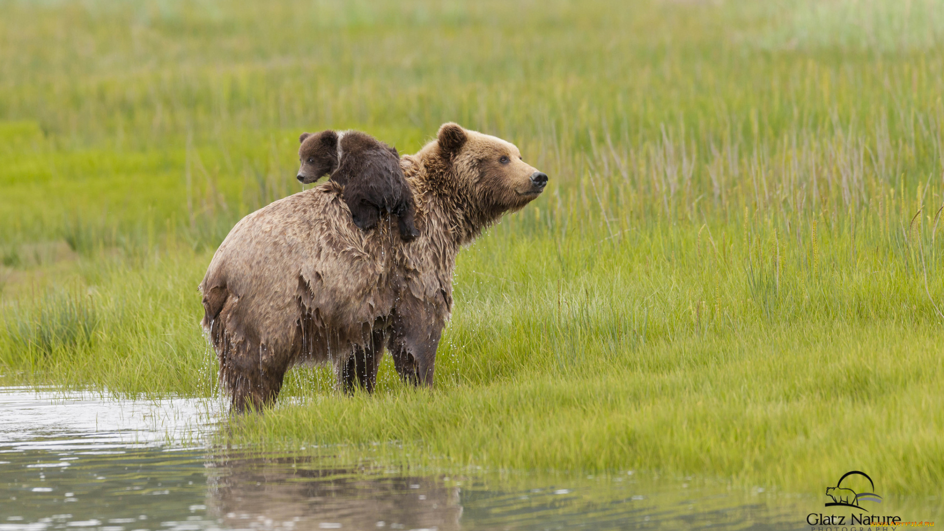 животные, медведи, семья, lake, clark, national, park, alaska, аляска, медведица, медвежонок, детёныш