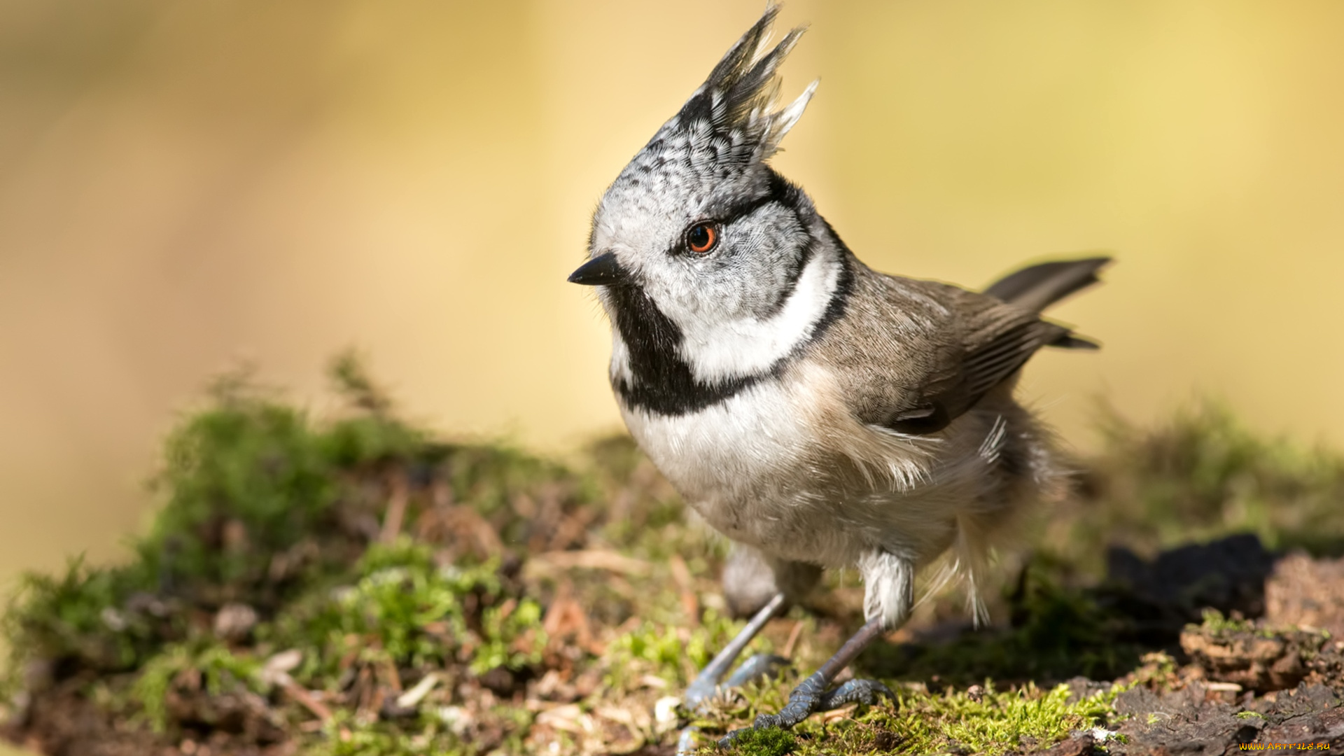 животные, синицы, , лазоревки, хохлатая, синица