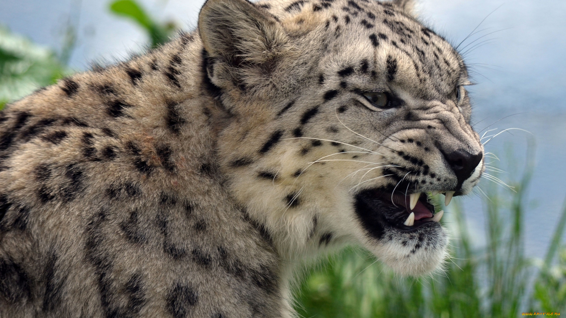 животные, снежный, барс, , ирбис, клыки, злость, оскал, барс, морда