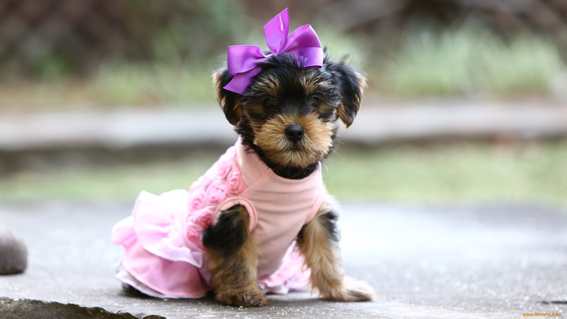 животные, собаки, девочка