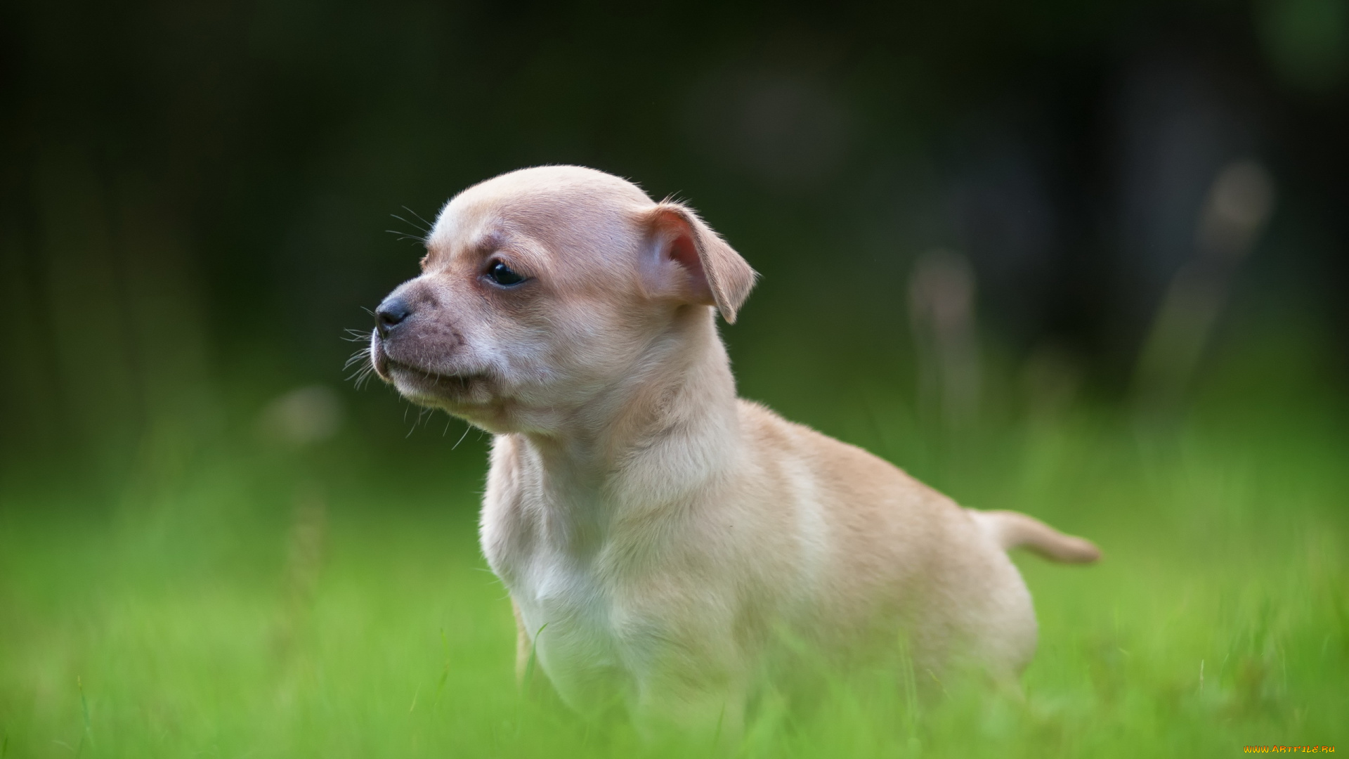 животные, собаки, щенок