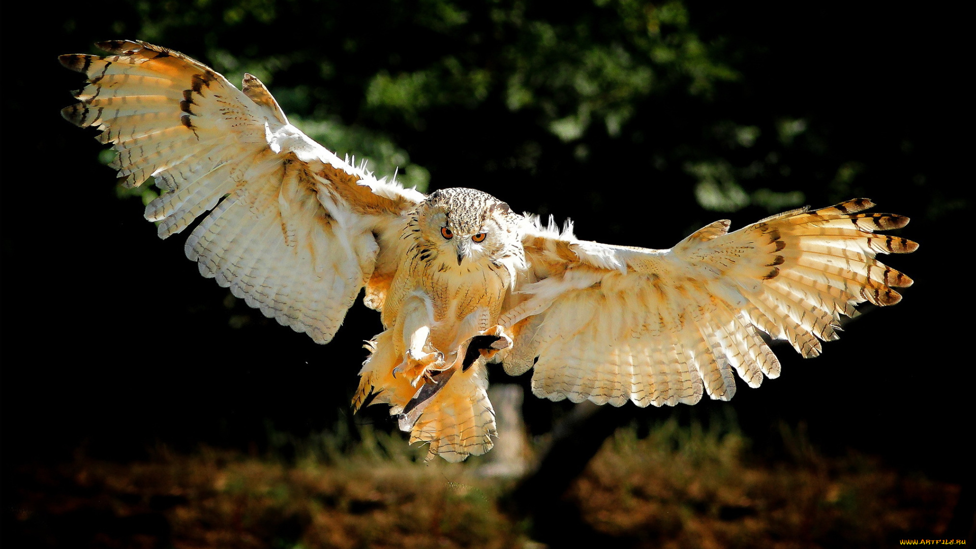 животные, совы, полет, крылья, сова, птица