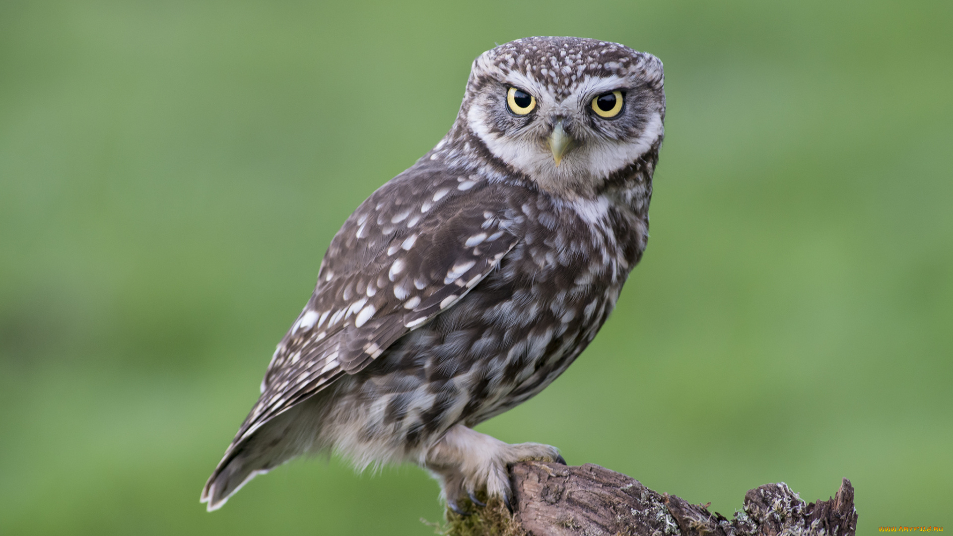 животные, совы, птица, мох, пенек, смотрит, сидит, сова