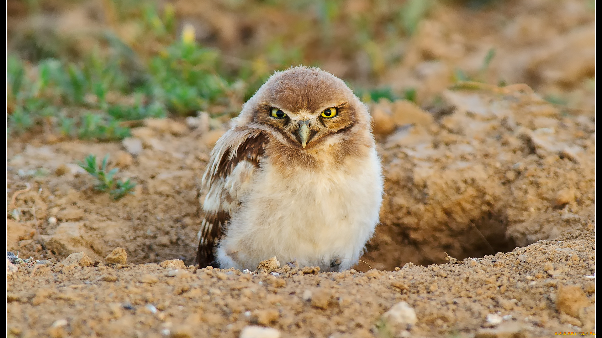 животные, совы, сова