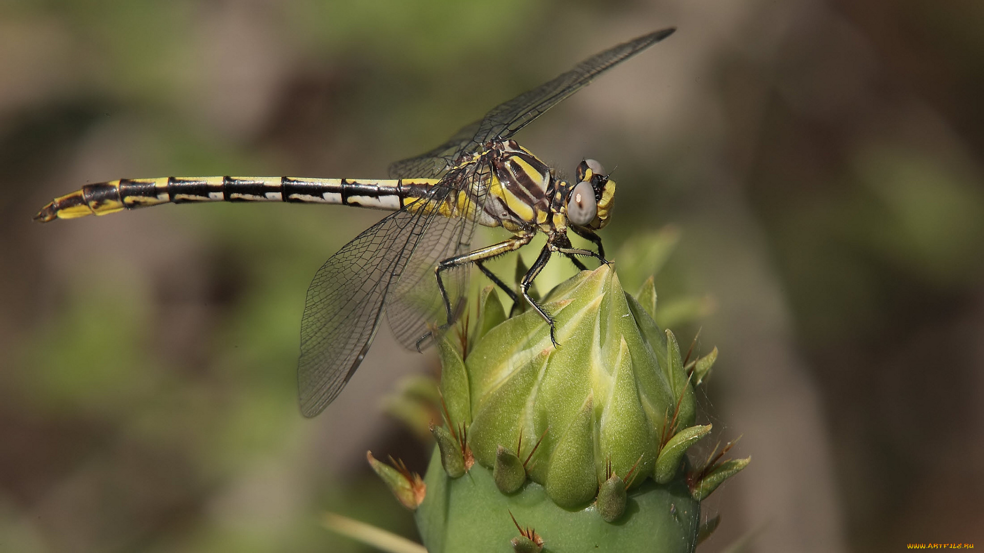 животные, стрекозы, стрекоза