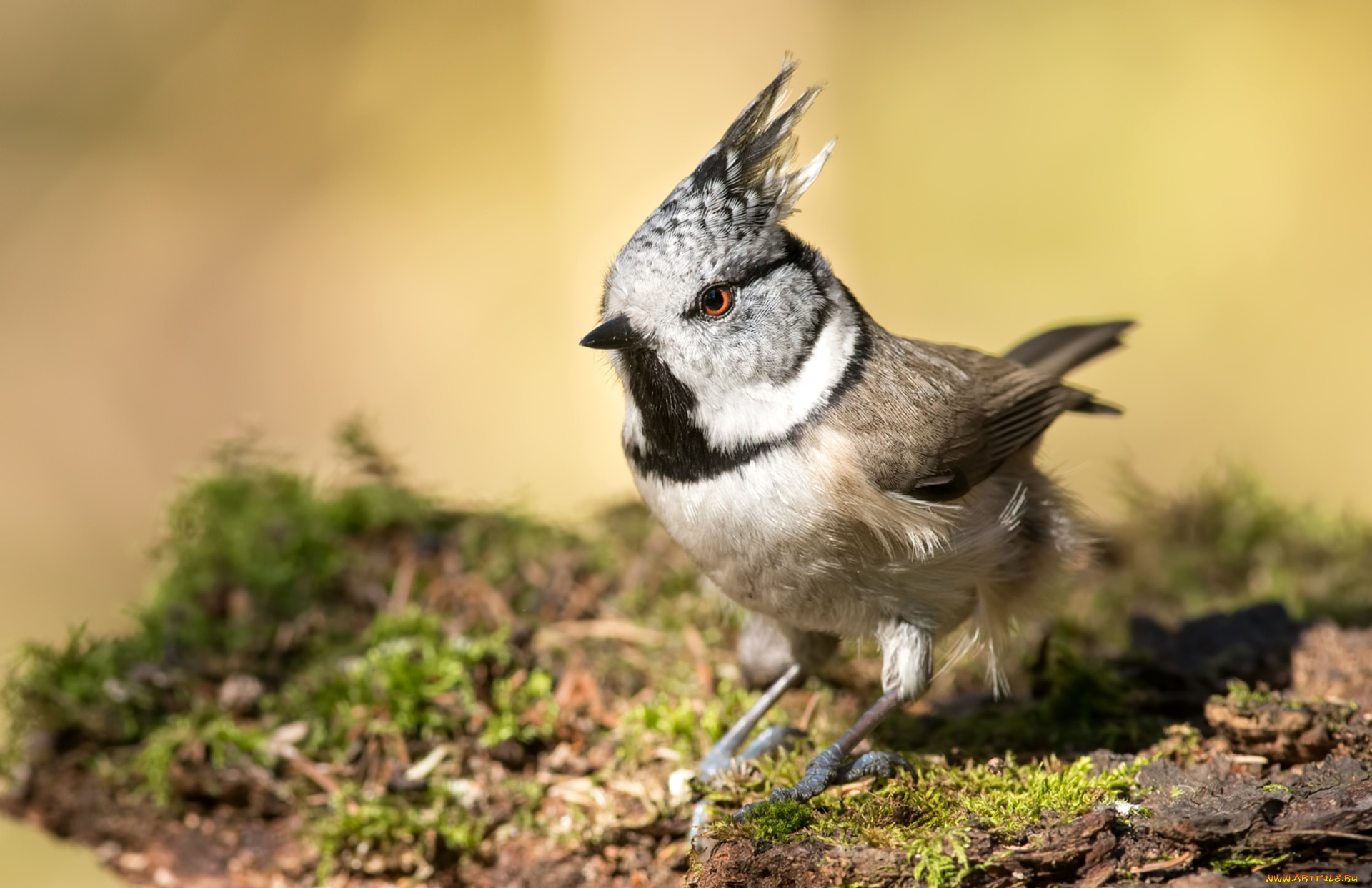 животные, синицы, , лазоревки, хохлатая, синица