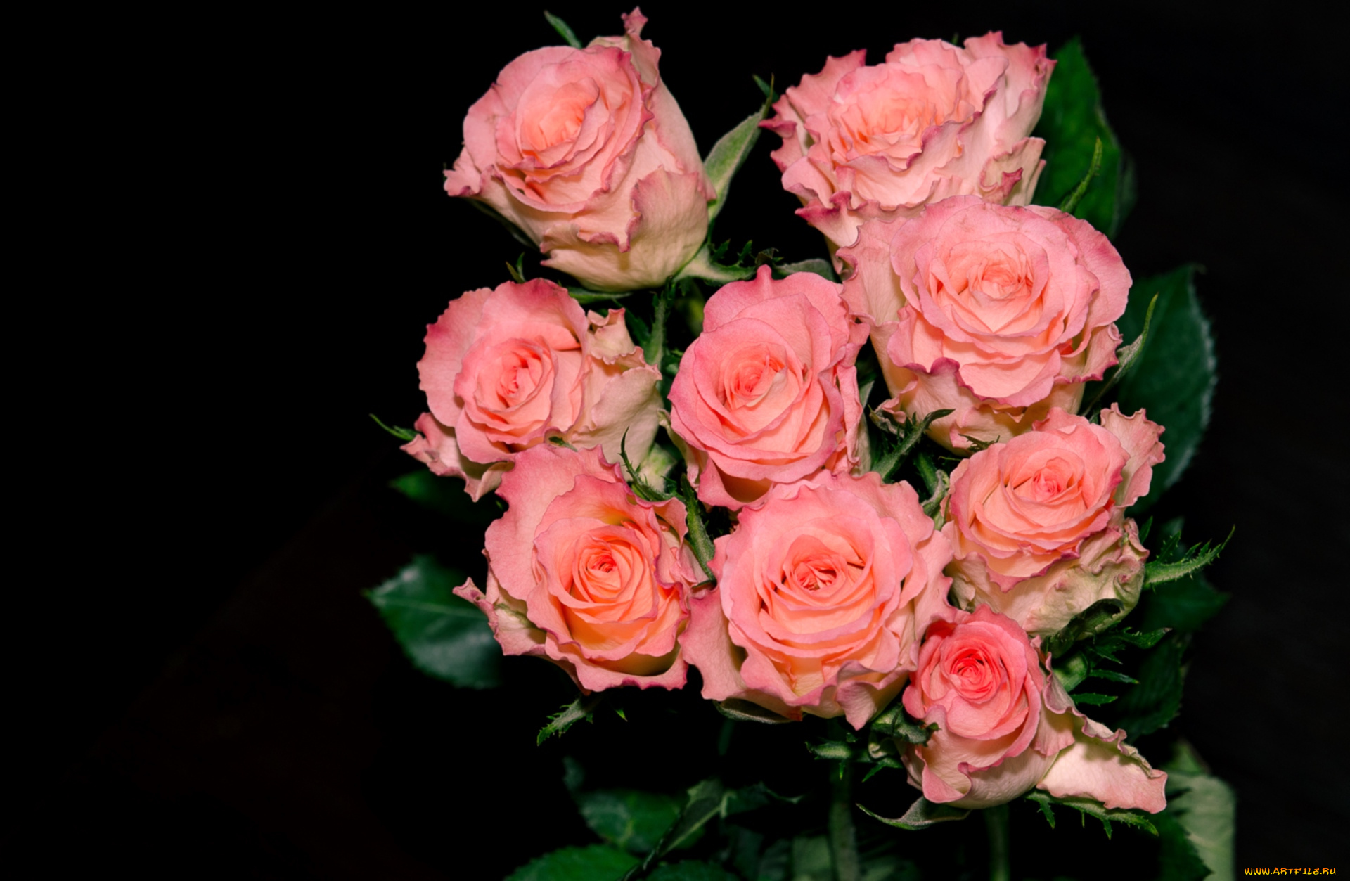 цветы, розы, розовый