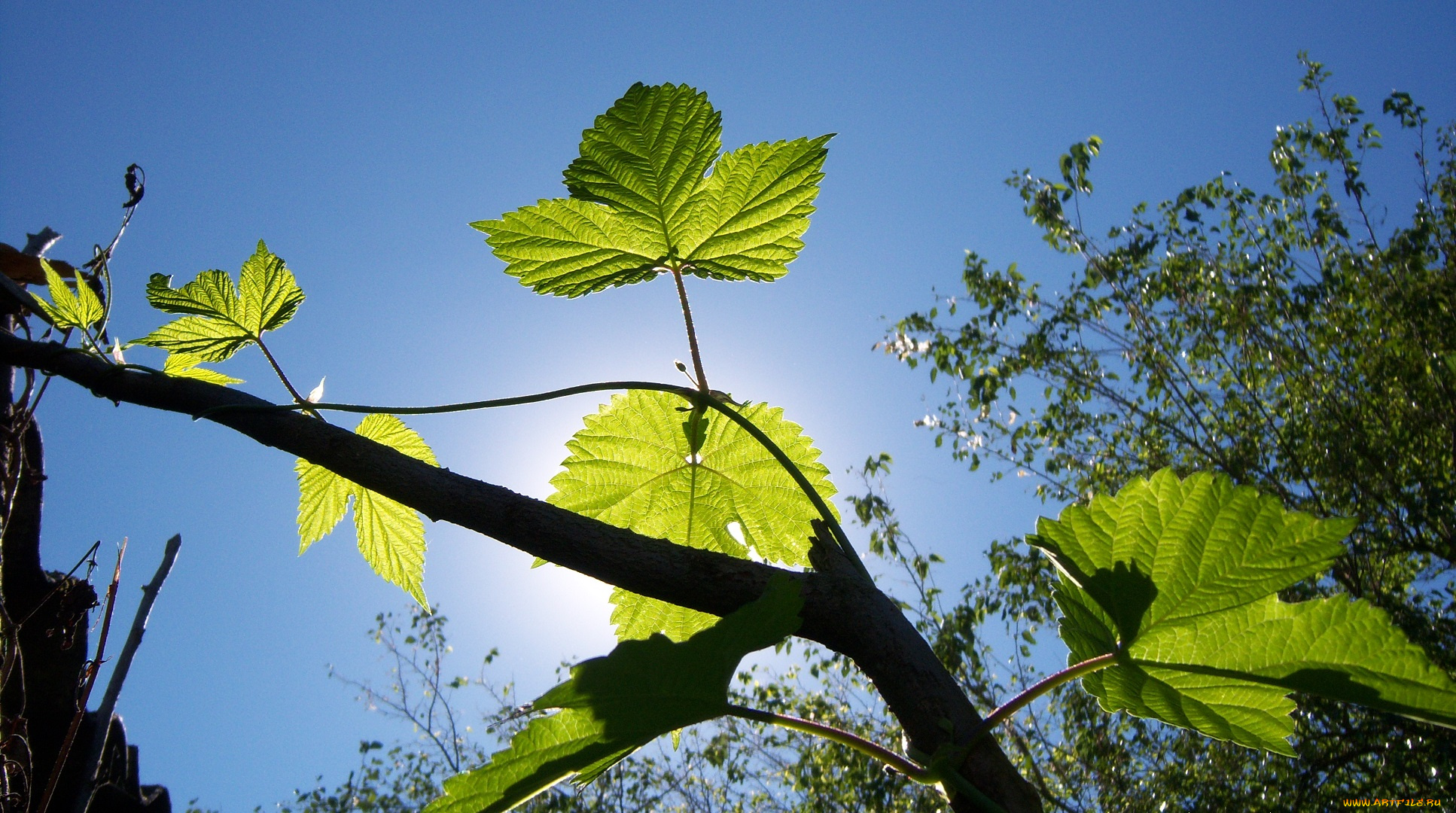 природа, листья