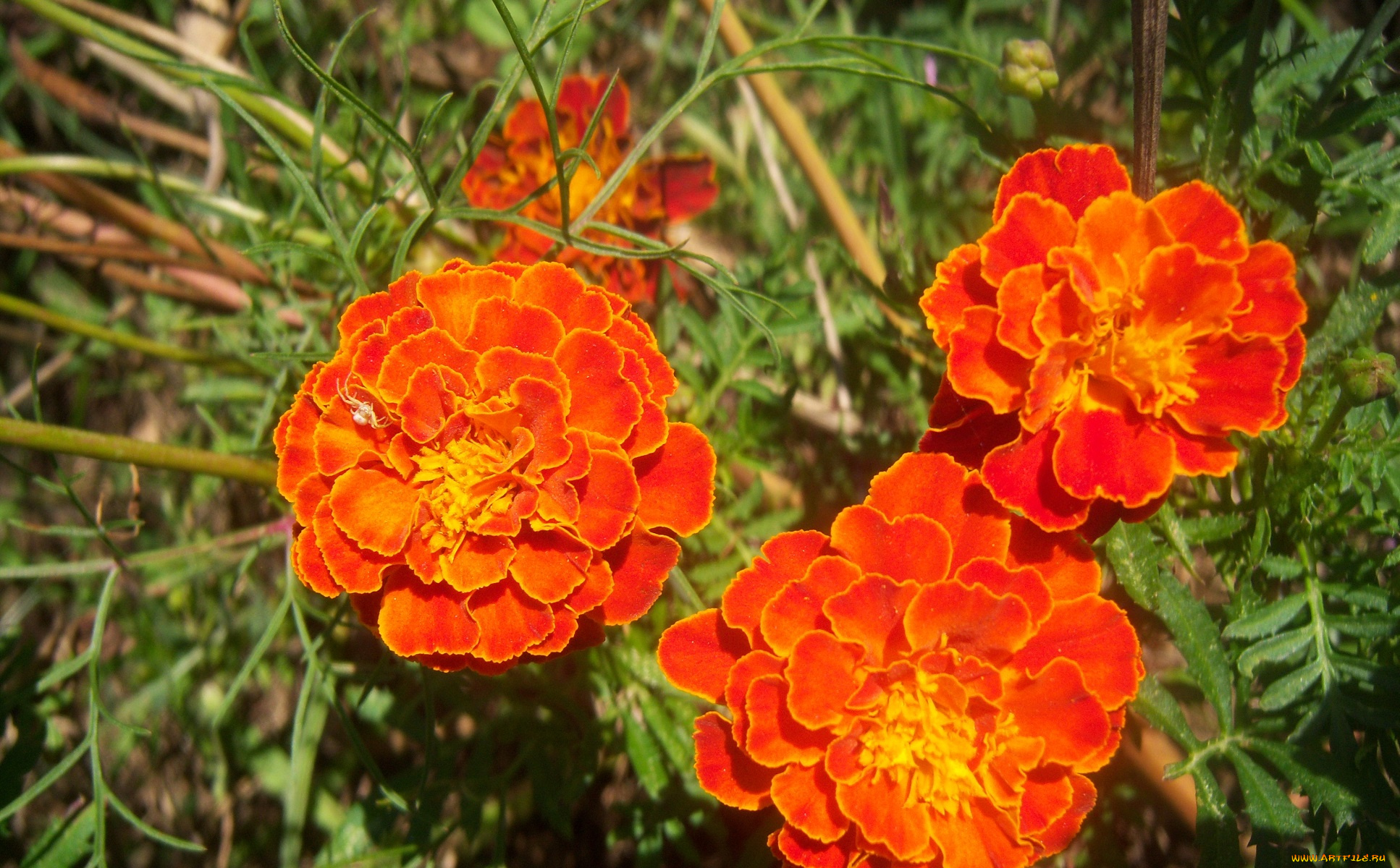 цветы, бархатцы, рыжие, трио