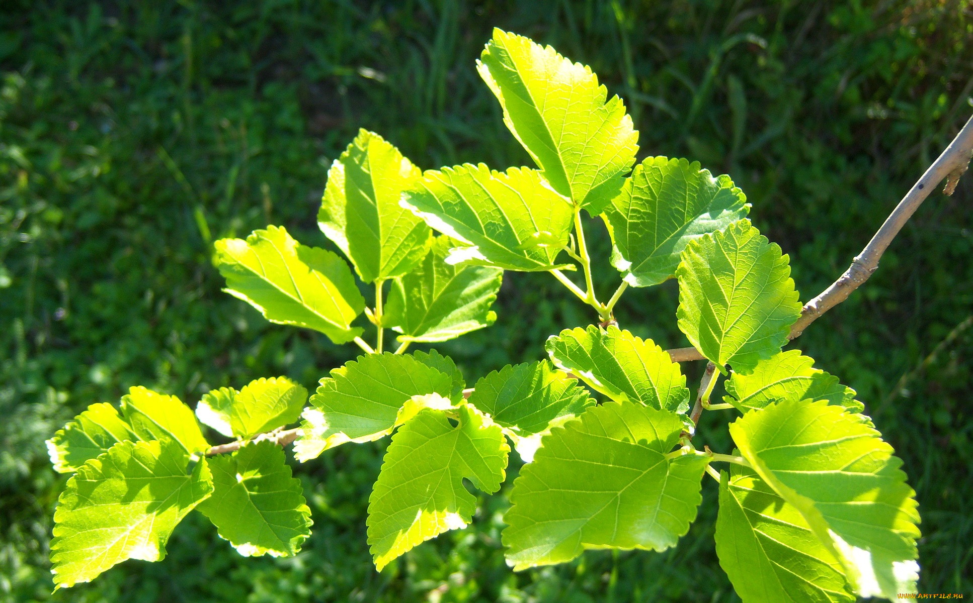 природа, листья, зелень