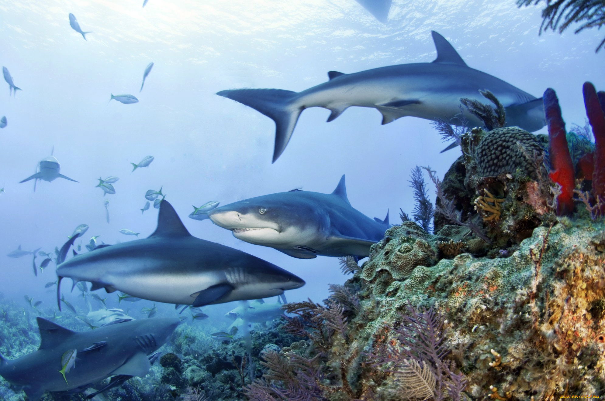 животные, акулы, океан, акула