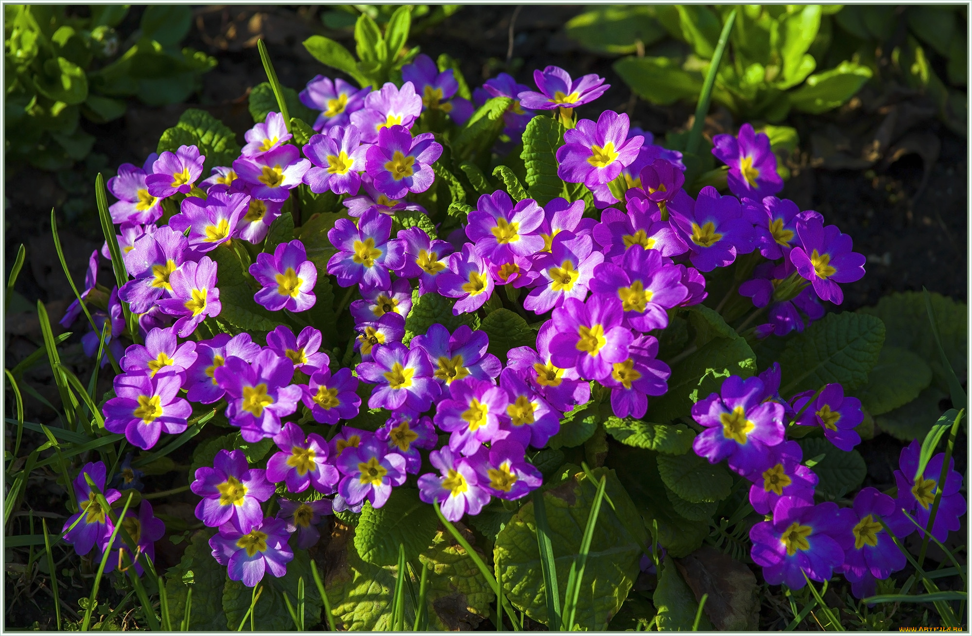 цветы, примулы, яркий