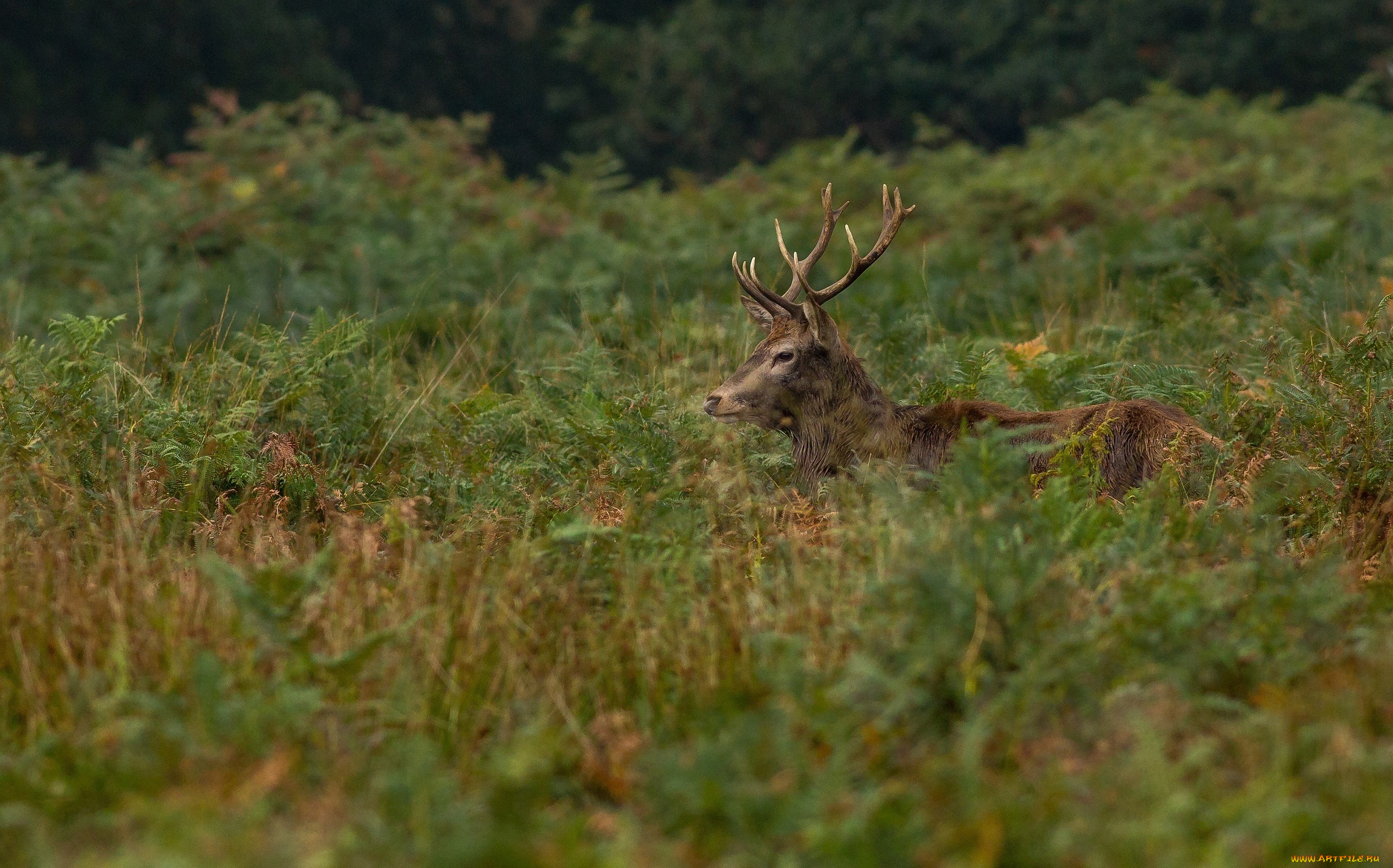 животные, олени, олень, голова, рога, заросли