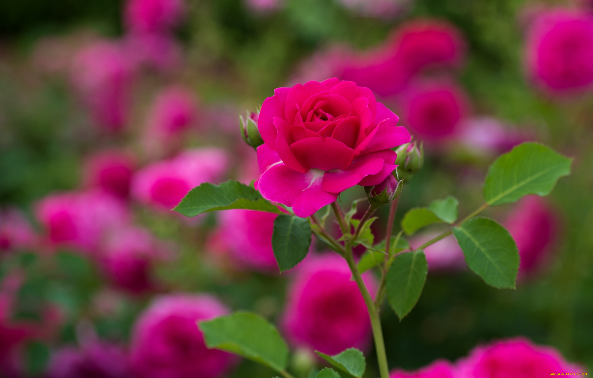 цветы, розы, розовый