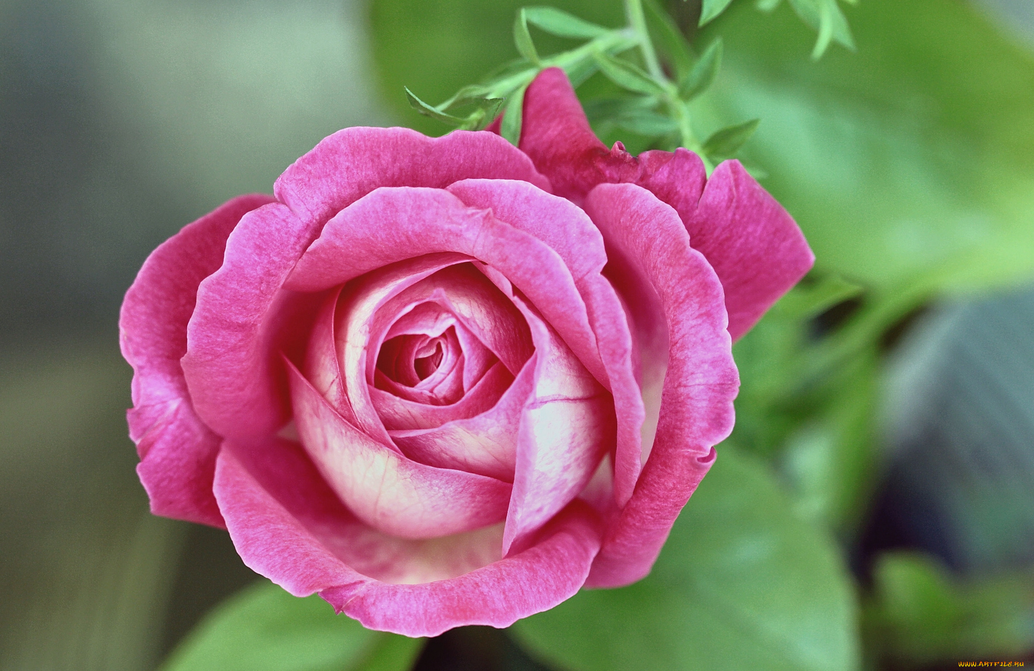 цветы, розы, макро, бутон