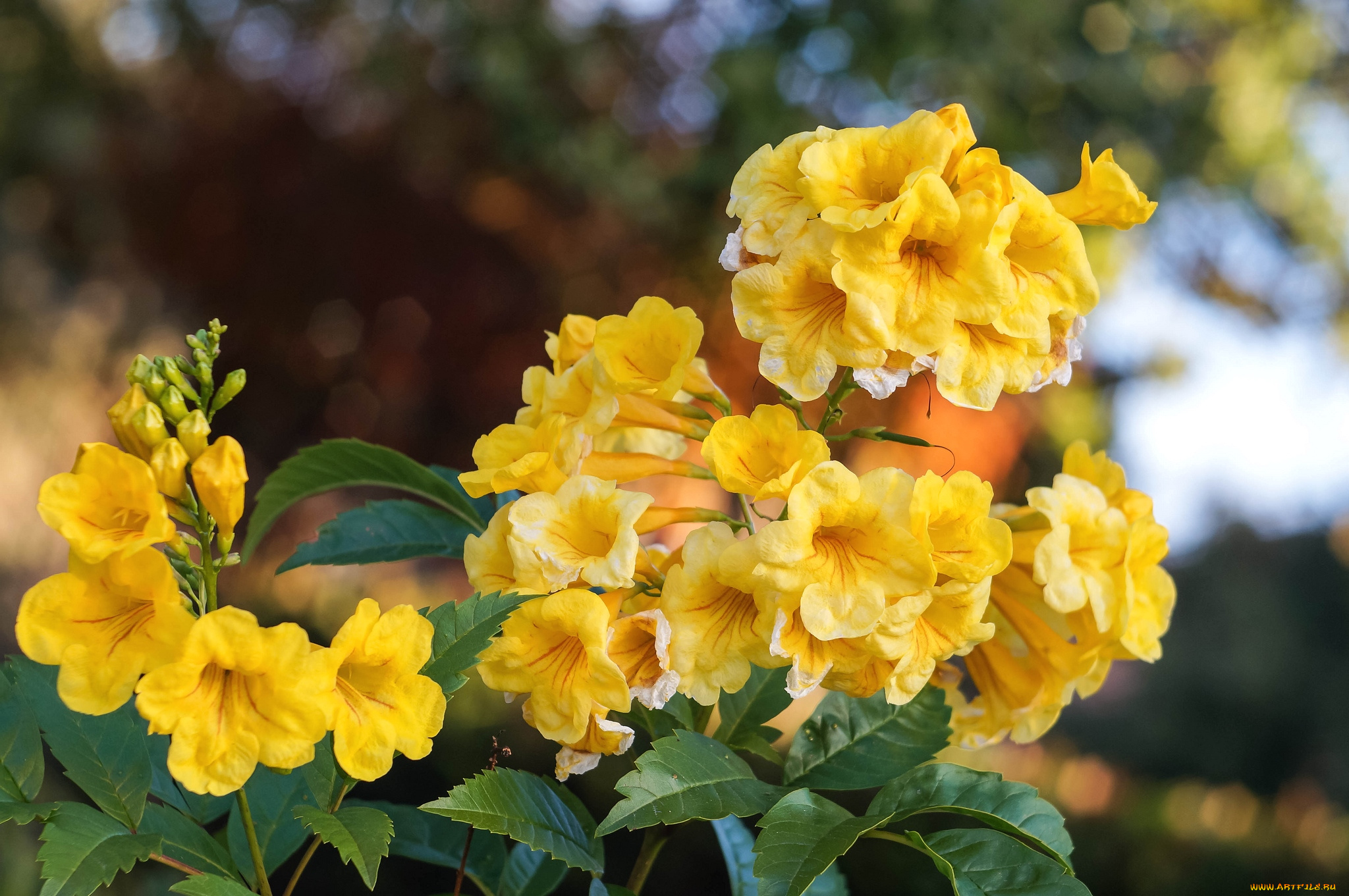 цветы, кампсис, , текома, желтый