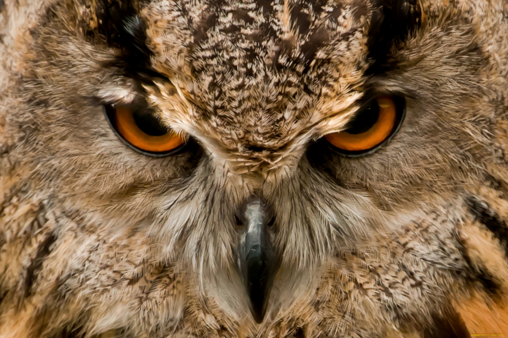 животные, совы, глаза