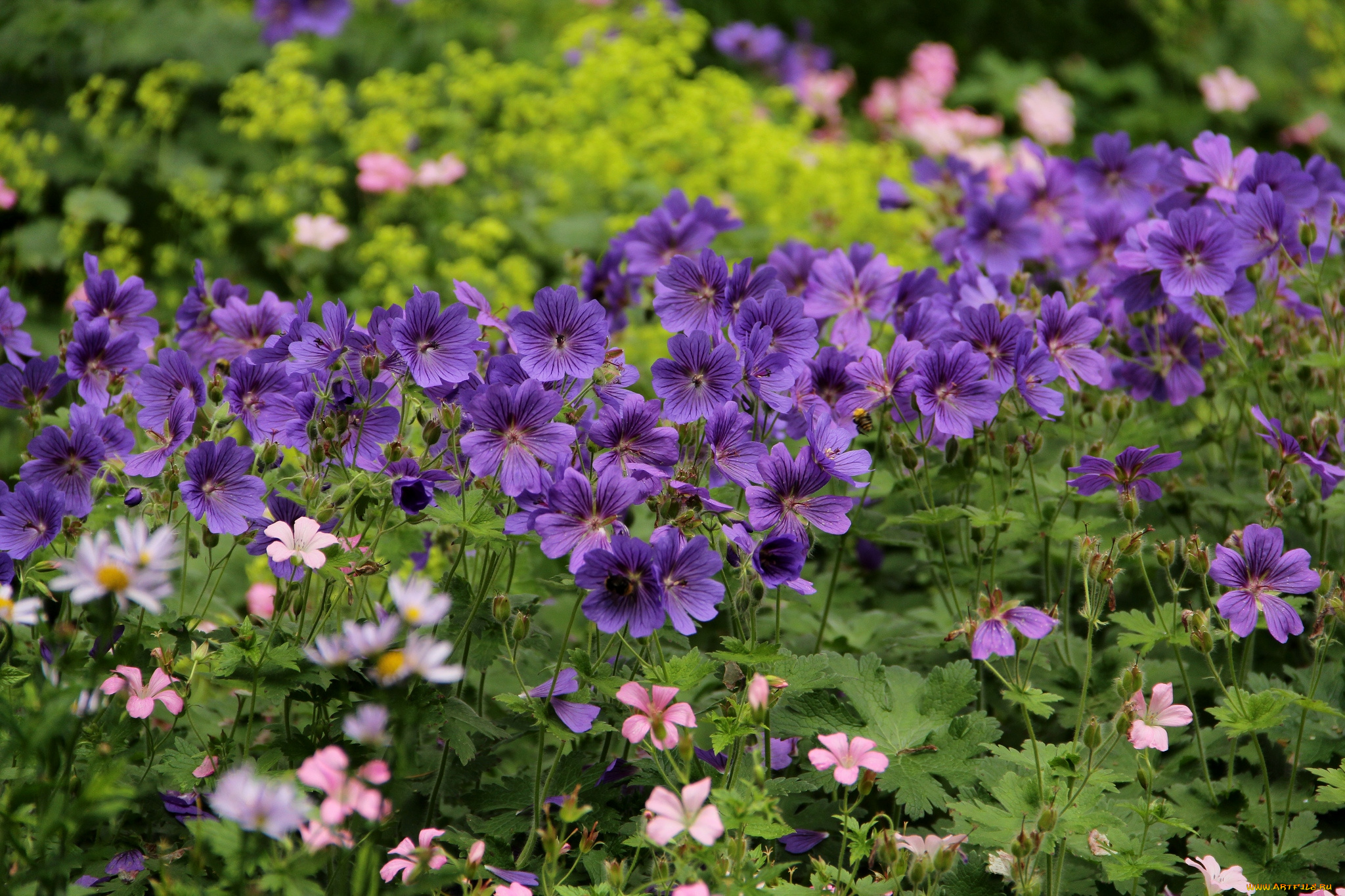 цветы, герань, сиреневый