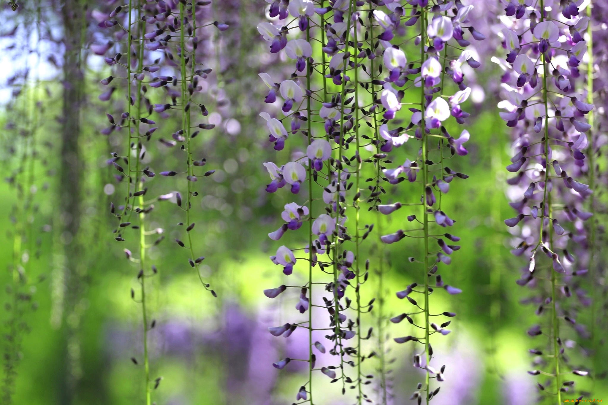 цветы, глициния, вистерия