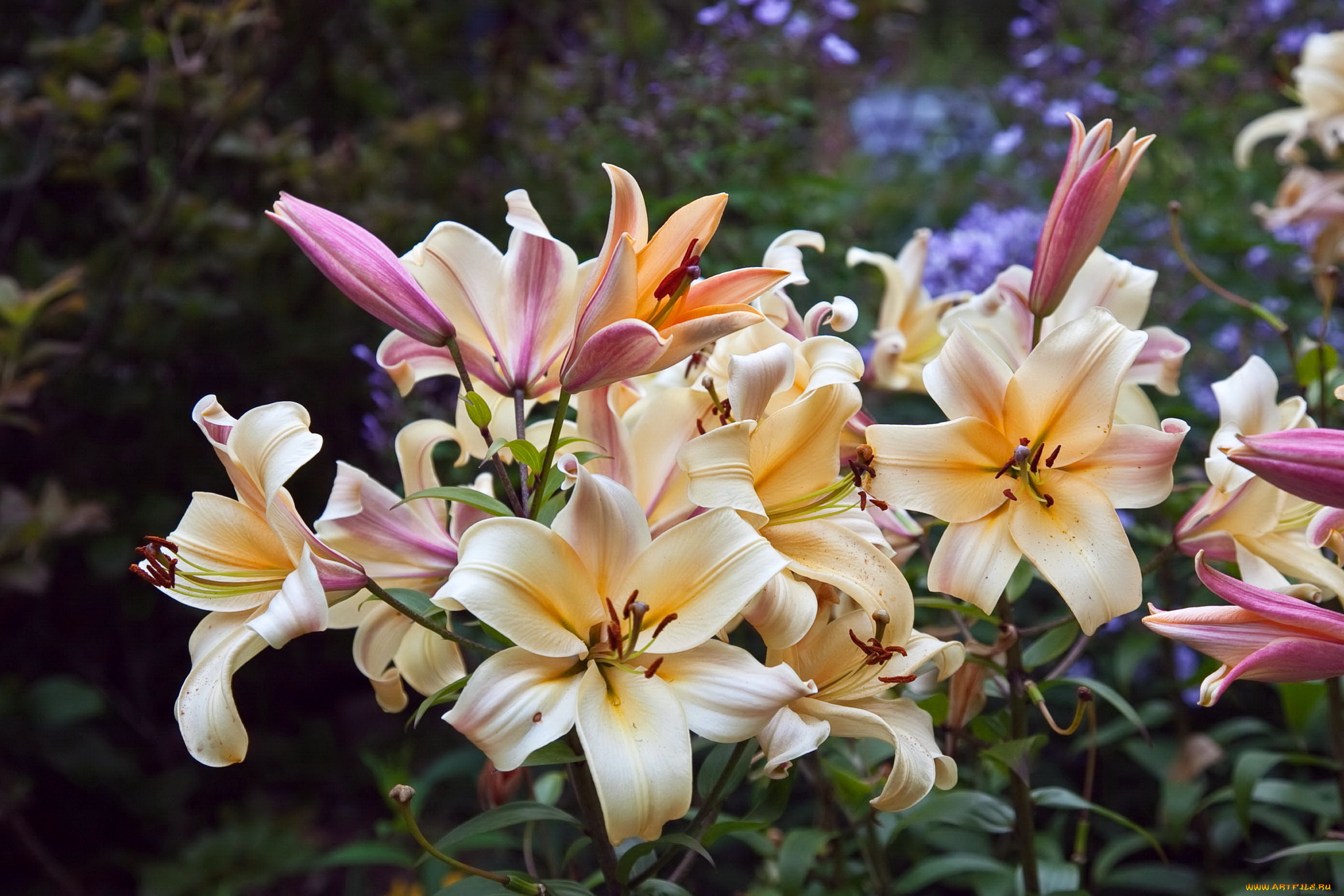 цветы, лилии, , лилейники, сад