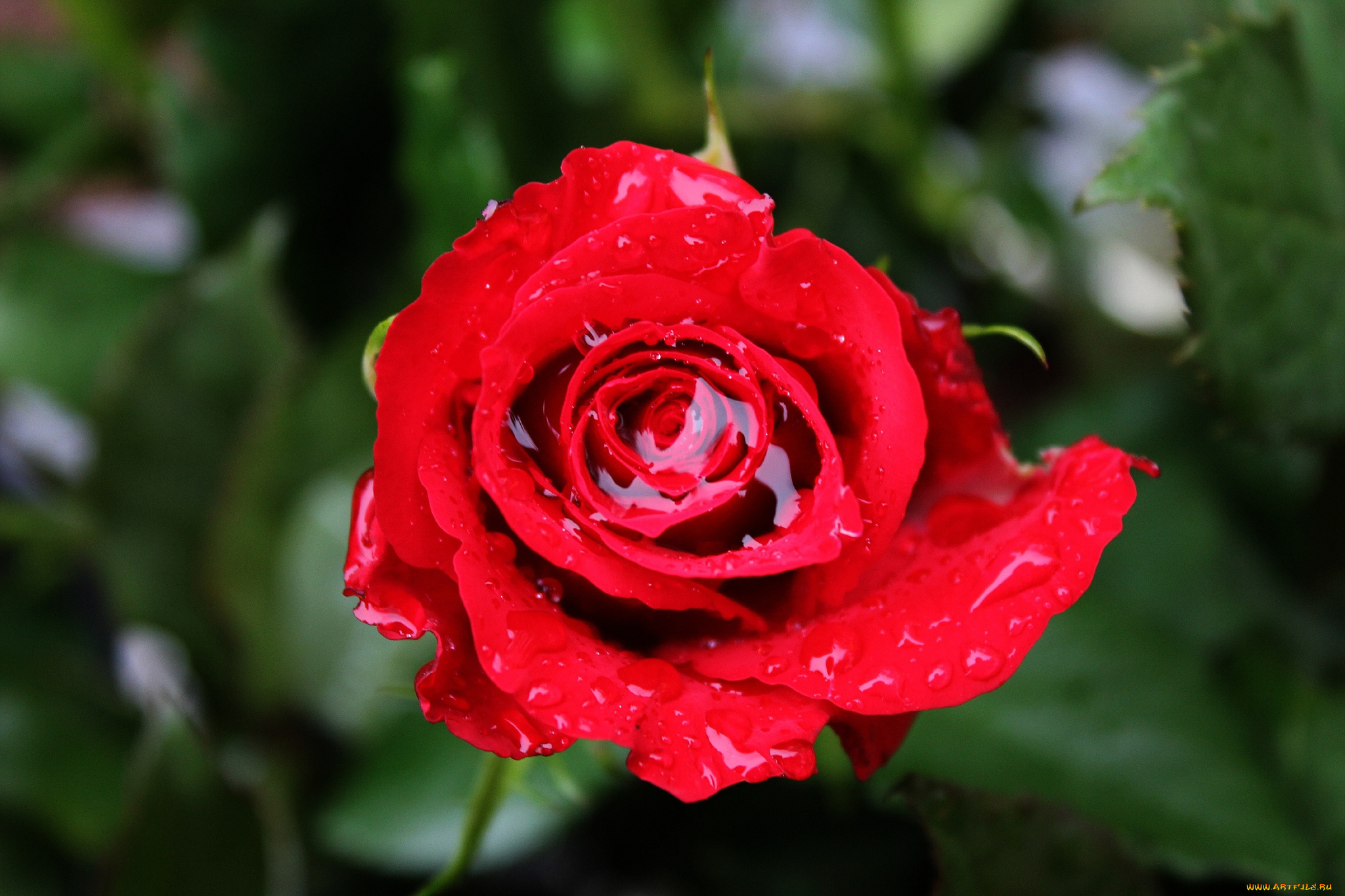 цветы, розы, капли