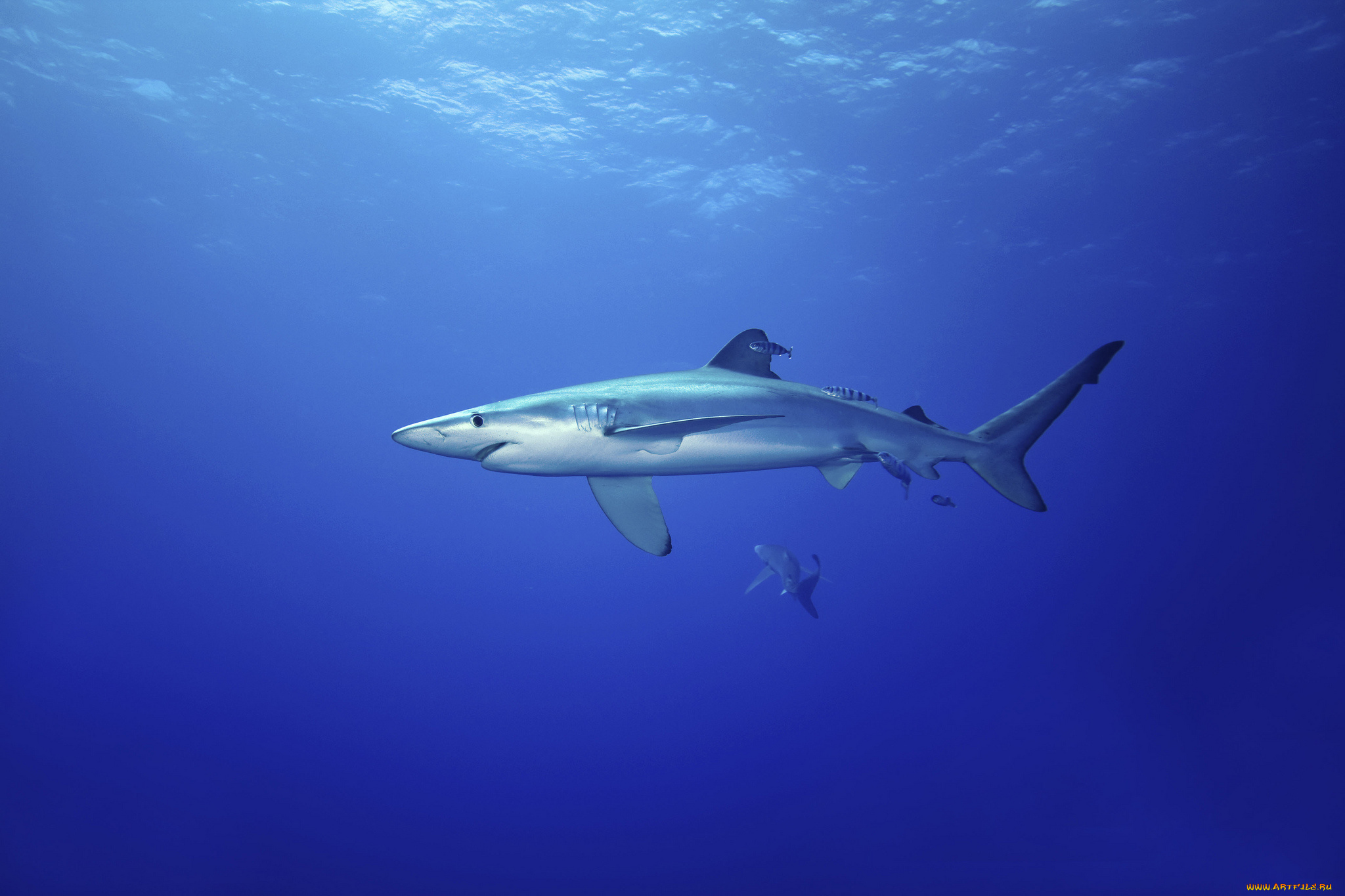 животные, акулы, океан, акула