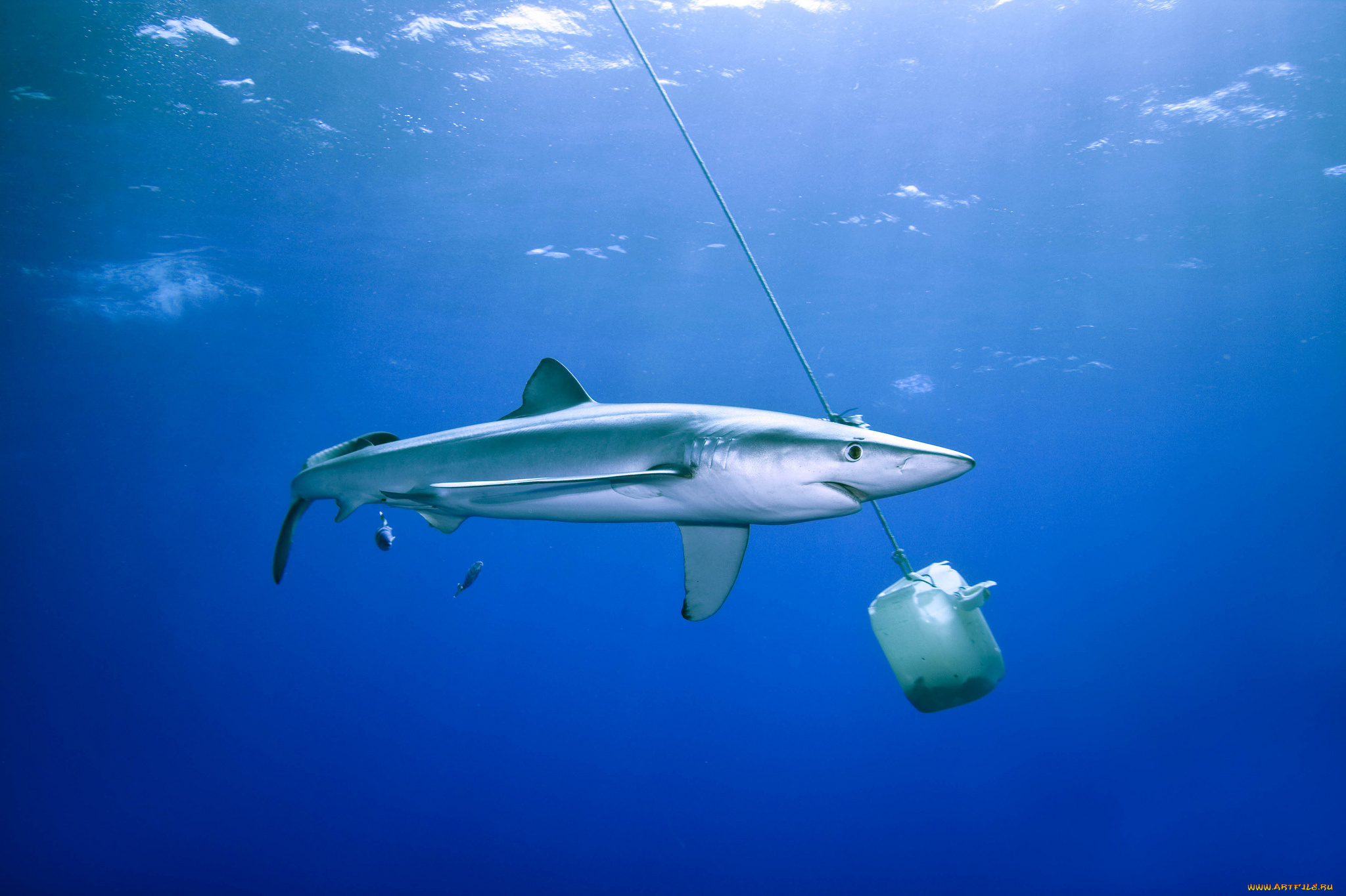 животные, акулы, океан, акула