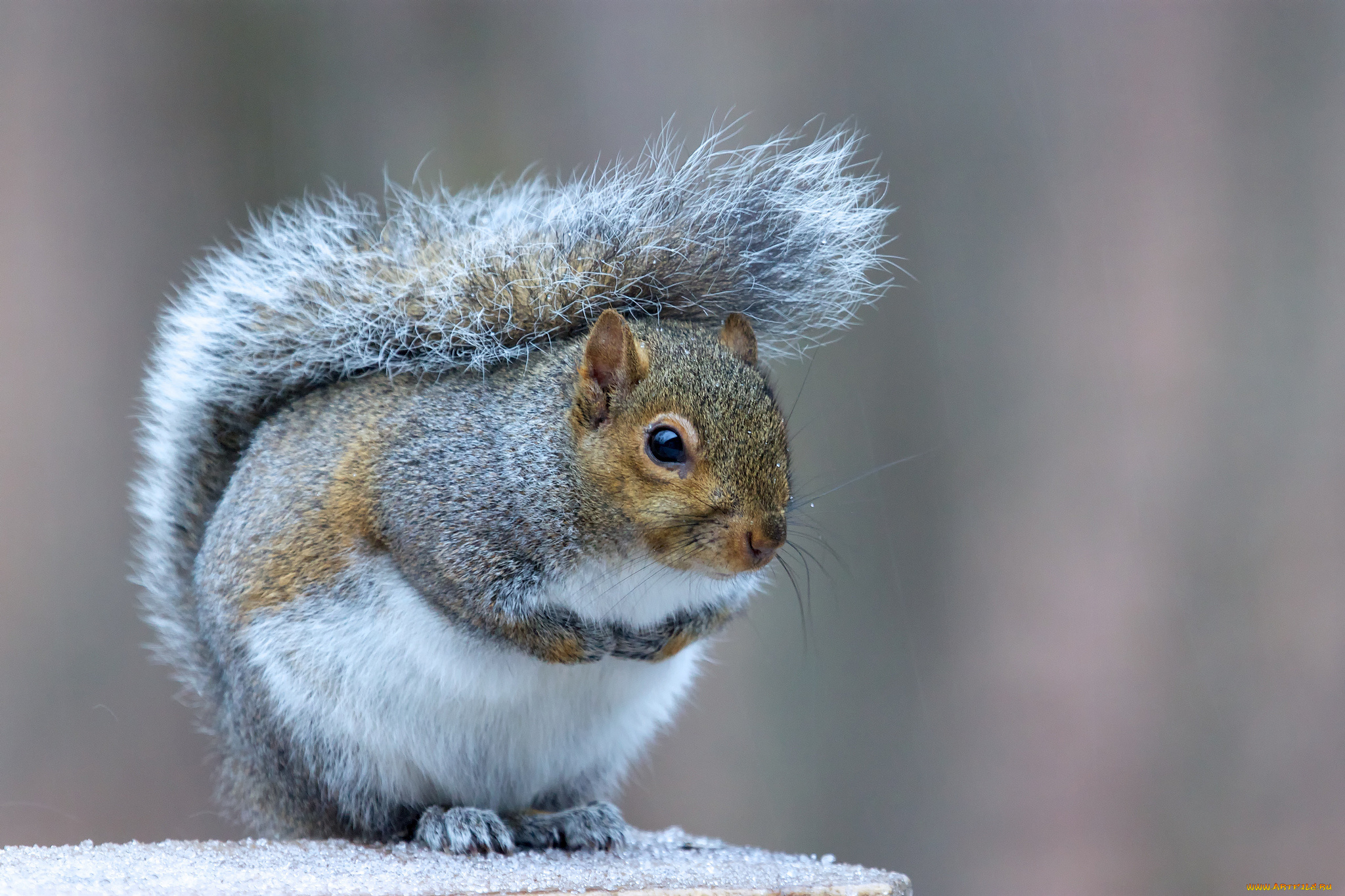 животные, белки, белка