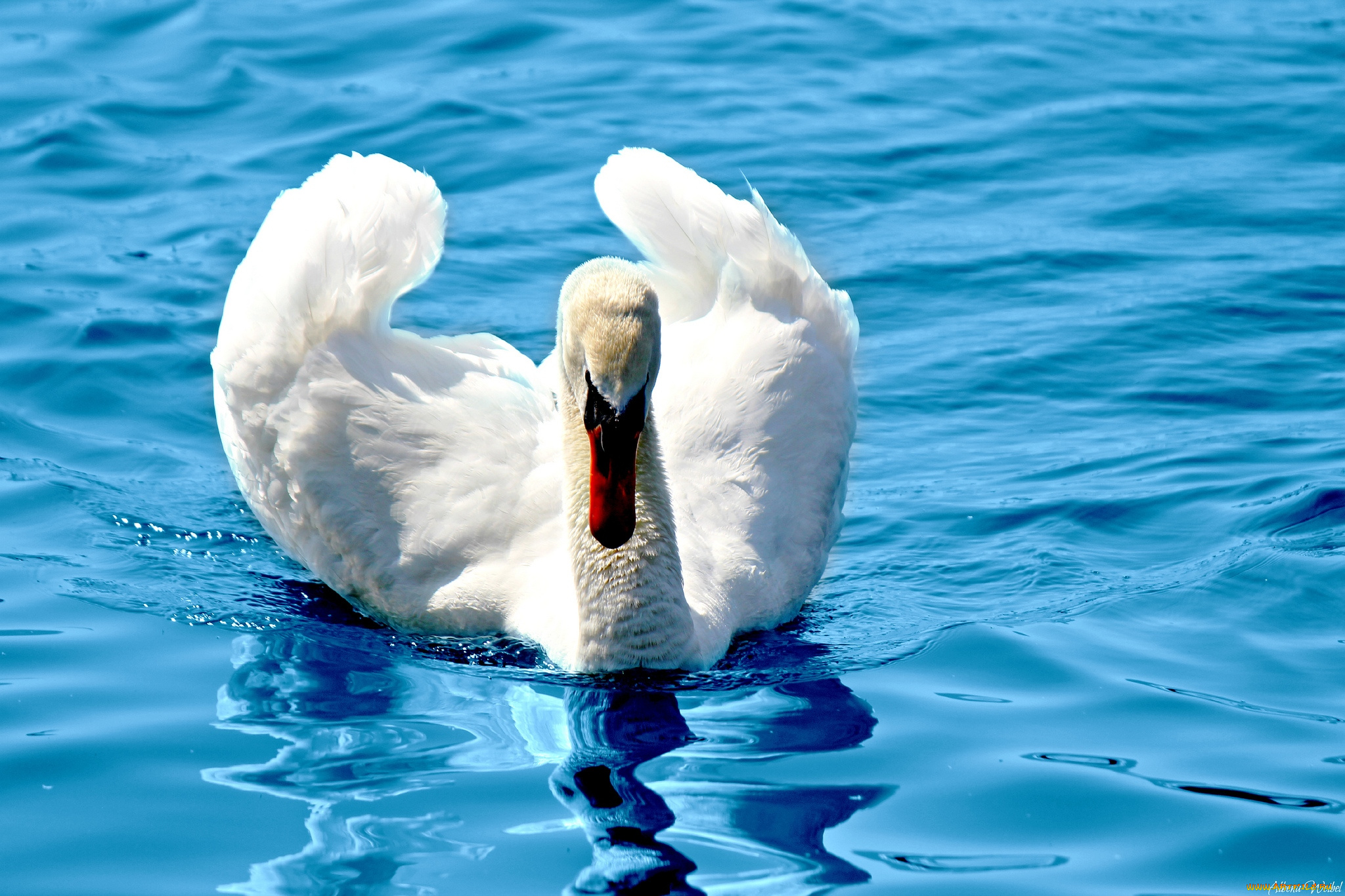 животные, лебеди, белый, шипун