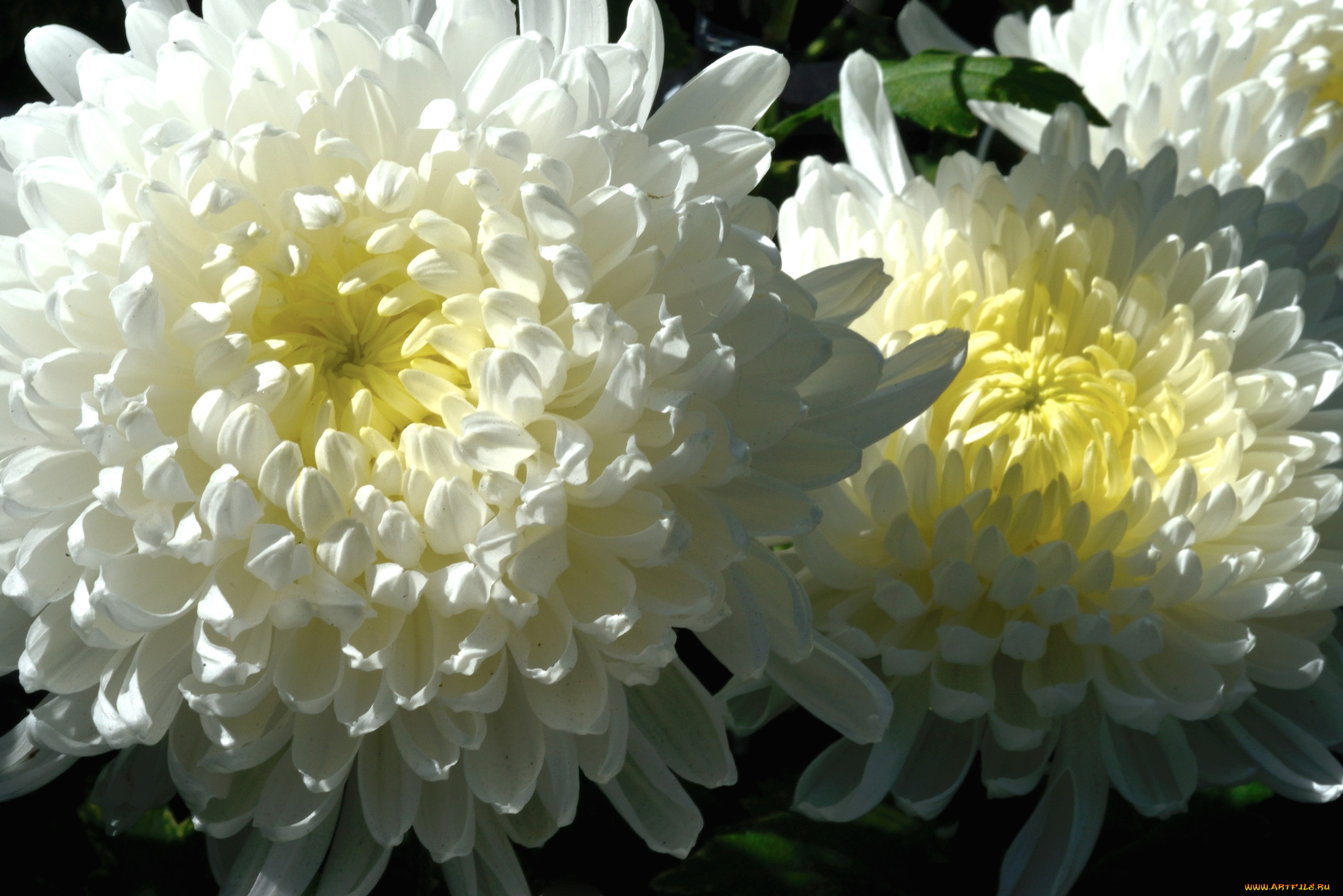 цветы, астры, макро