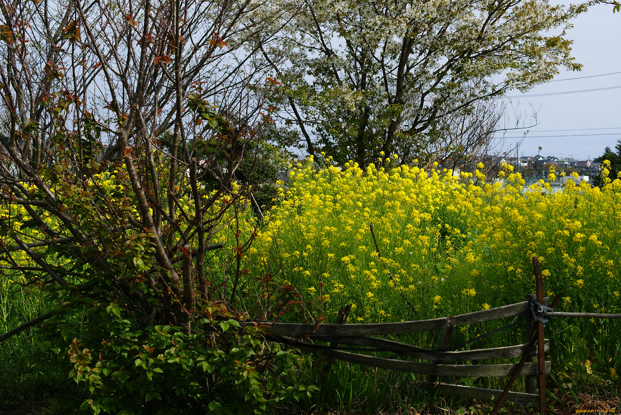 природа, луга, луг, кусты, трава, цветы