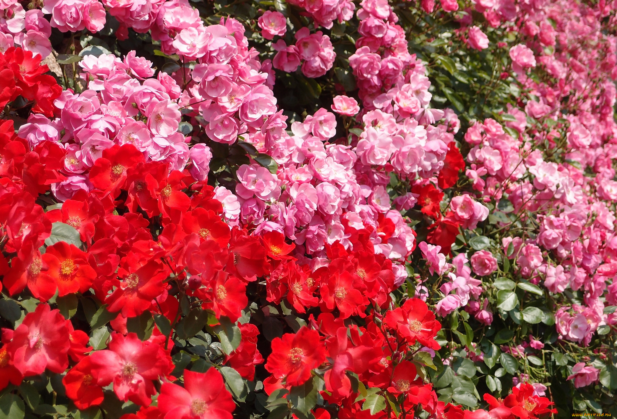 цветы, розы, много