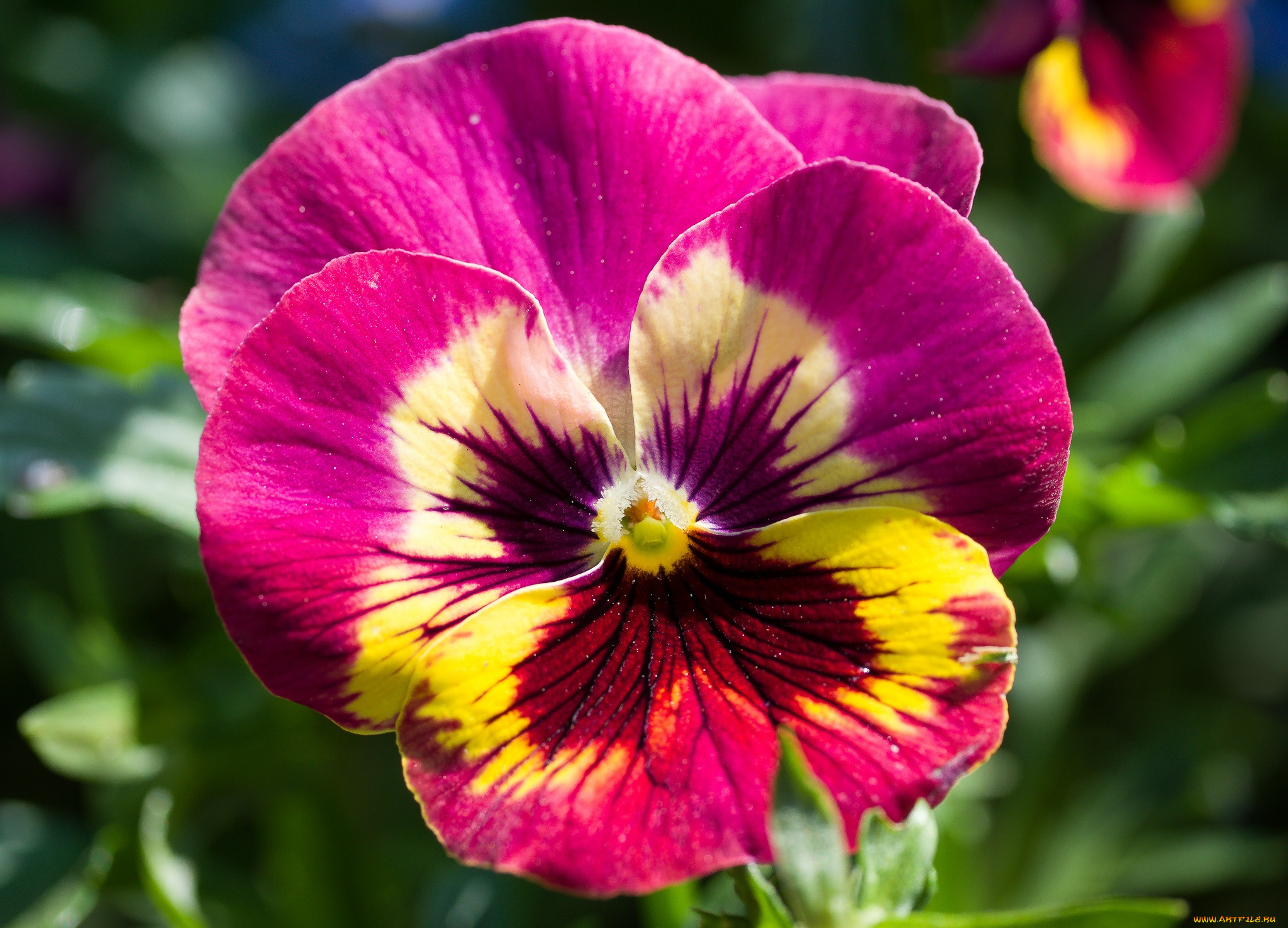 цветы, анютины, глазки, , садовые, фиалки, яркий